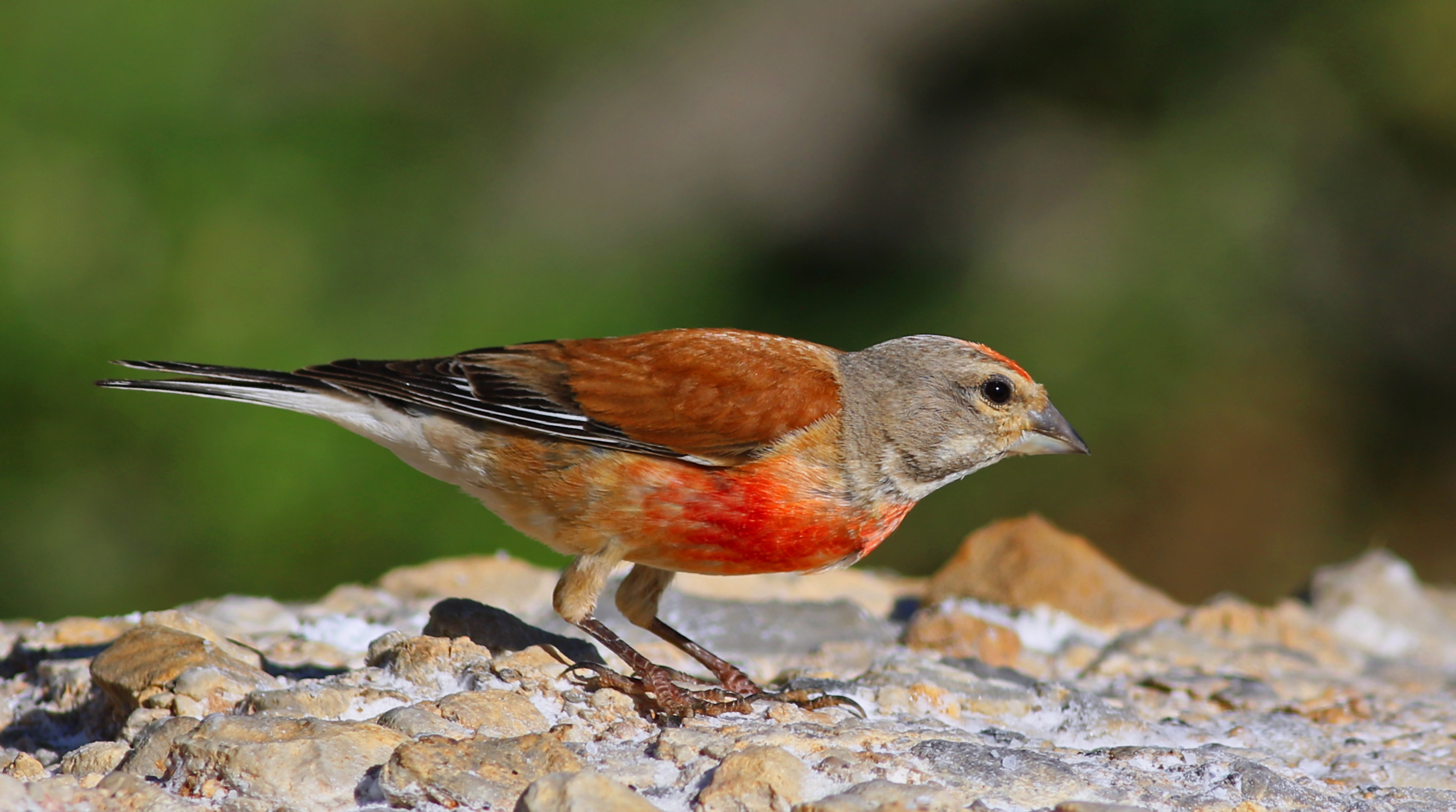Eurasian Linnet