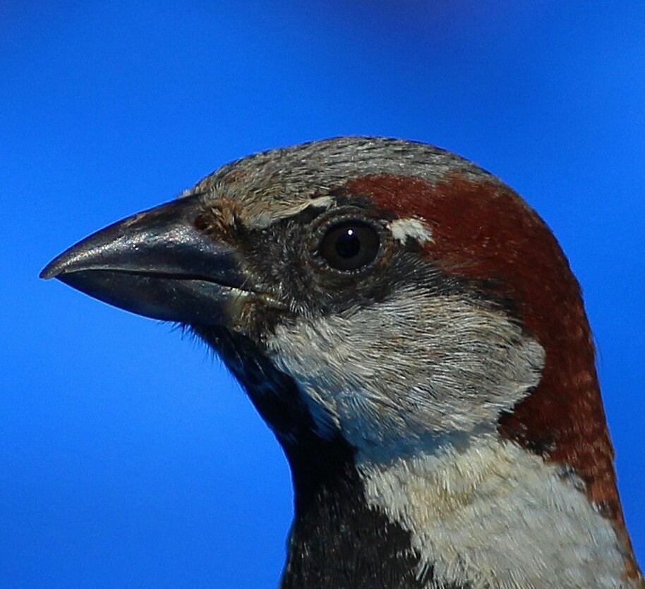 House Sparrow