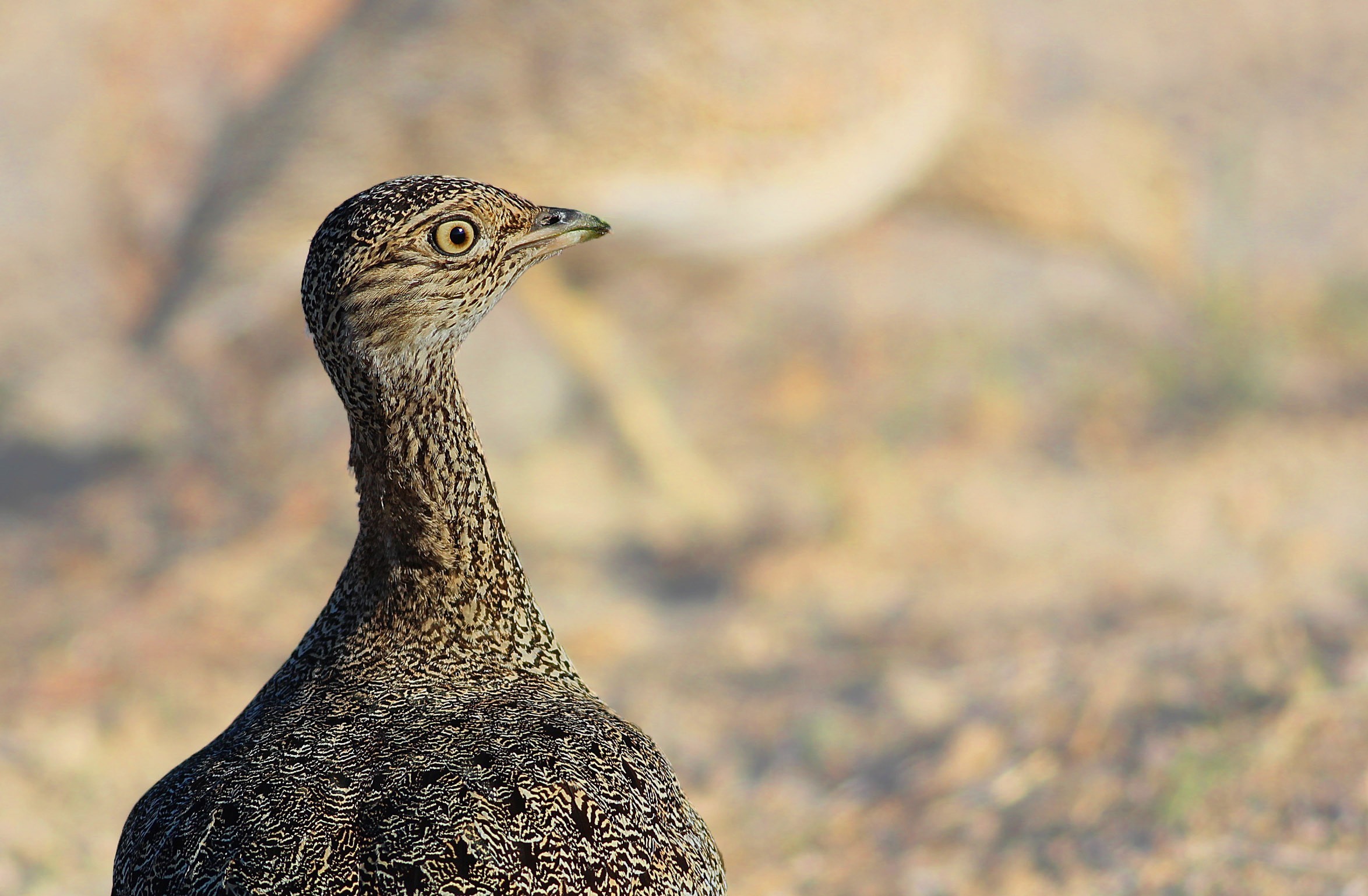 Little Bustard