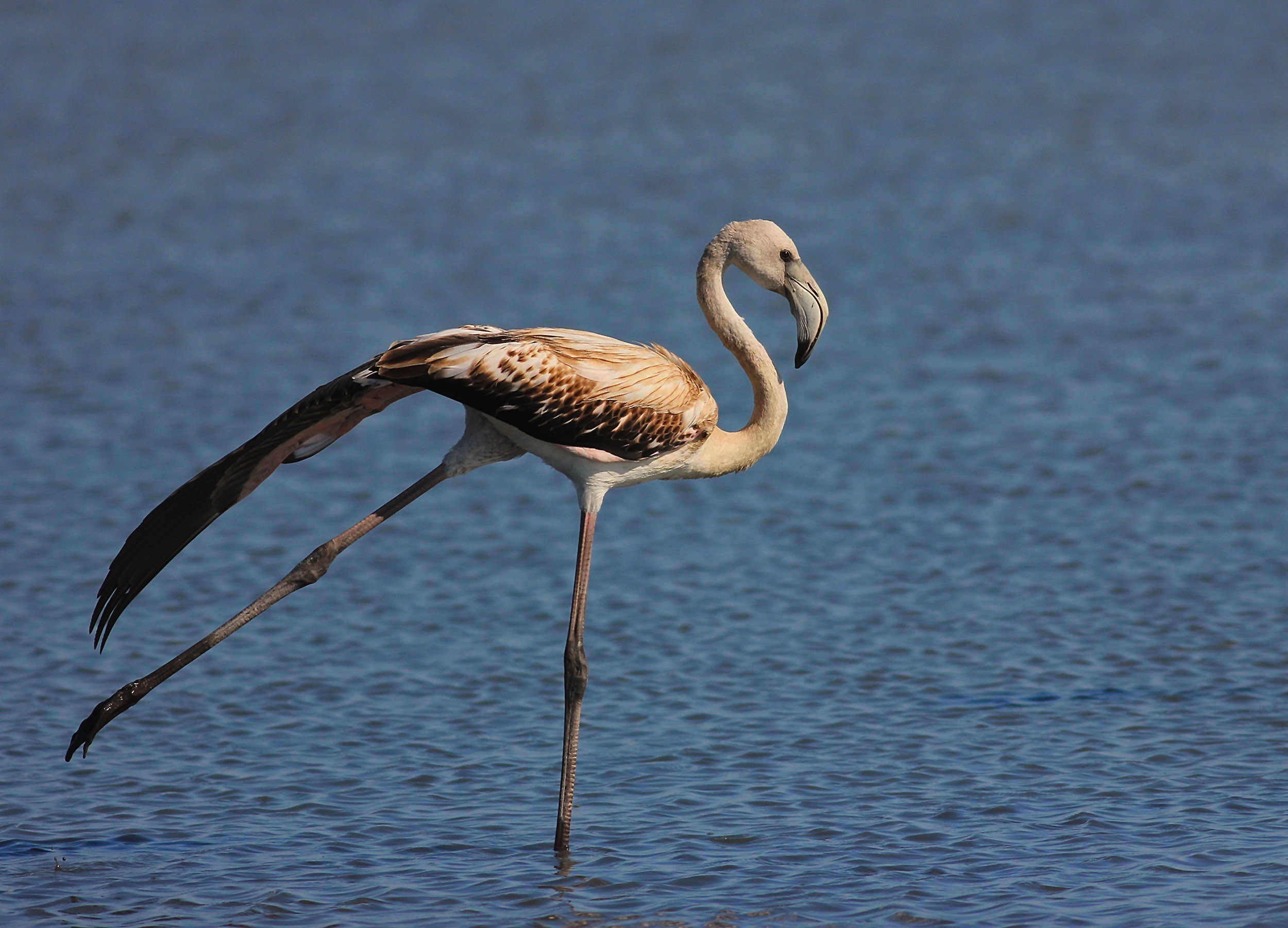Greater Flamingo