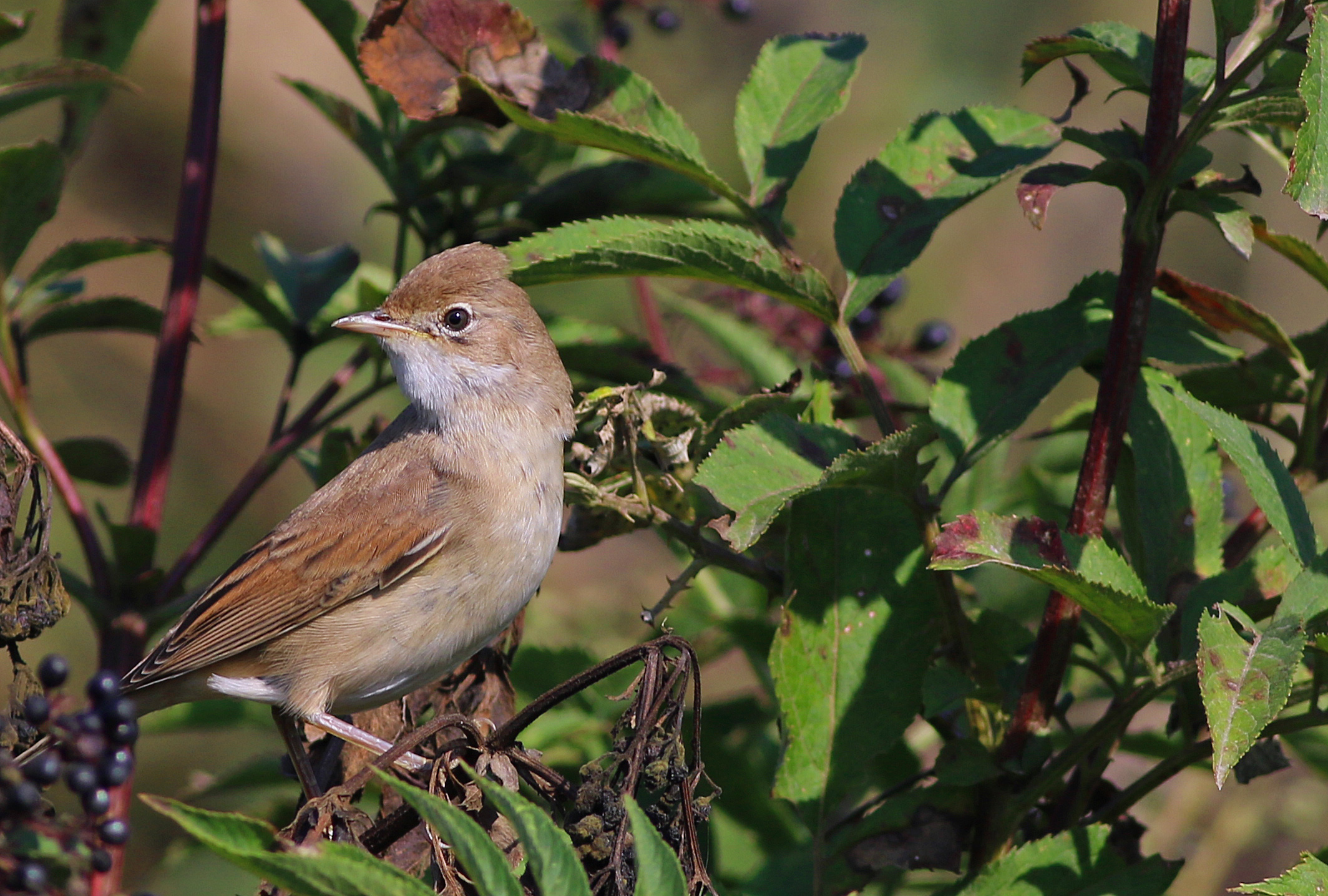 Greater Whitethroat