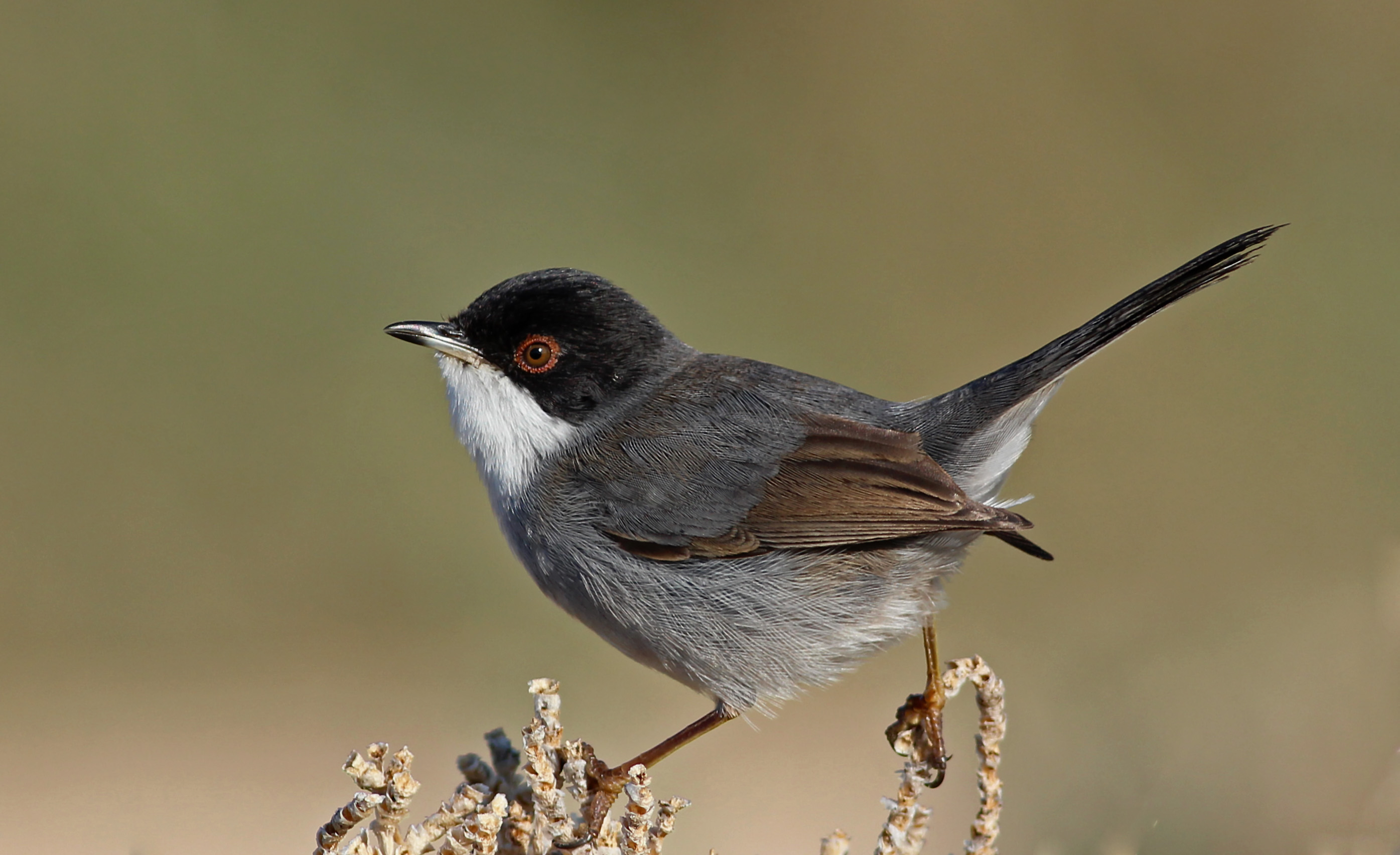 Sardinian Warbler