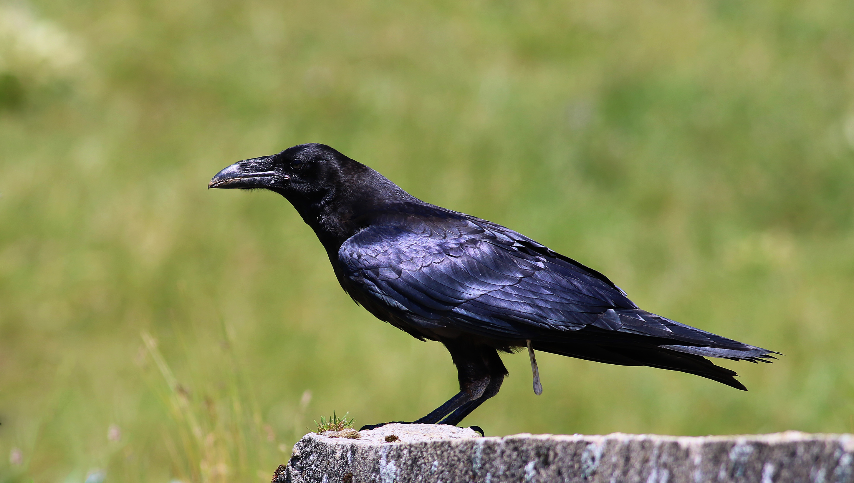 Common Raven — Ana fotoğraf
