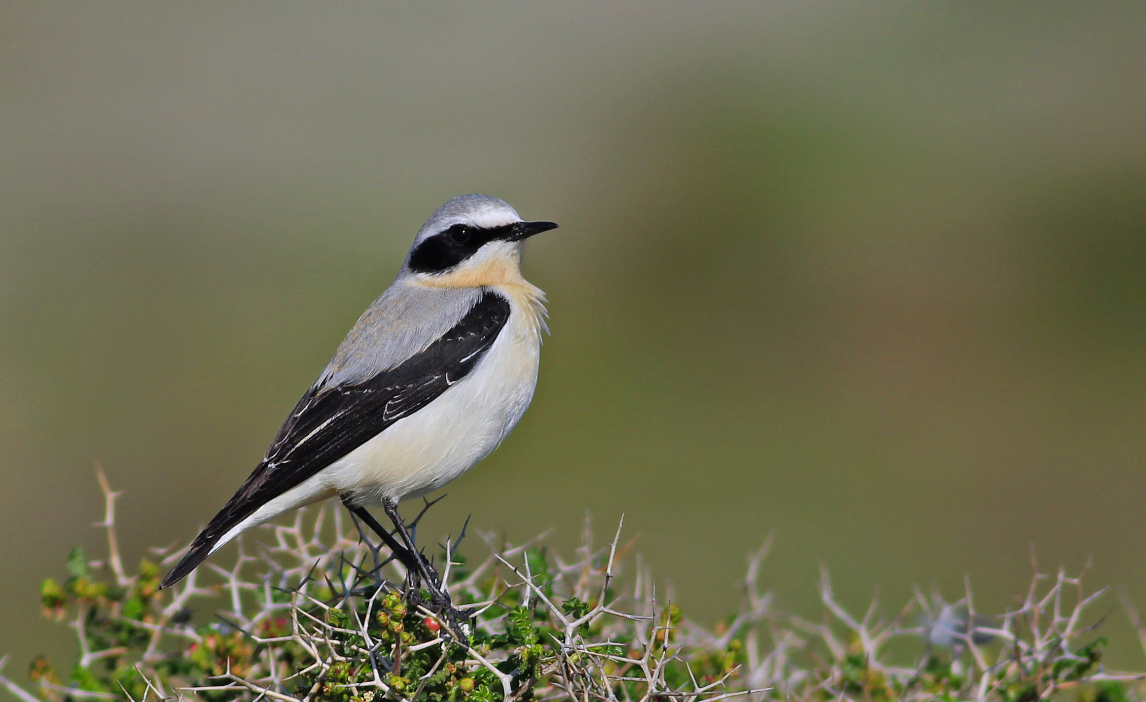 Northern Wheatear