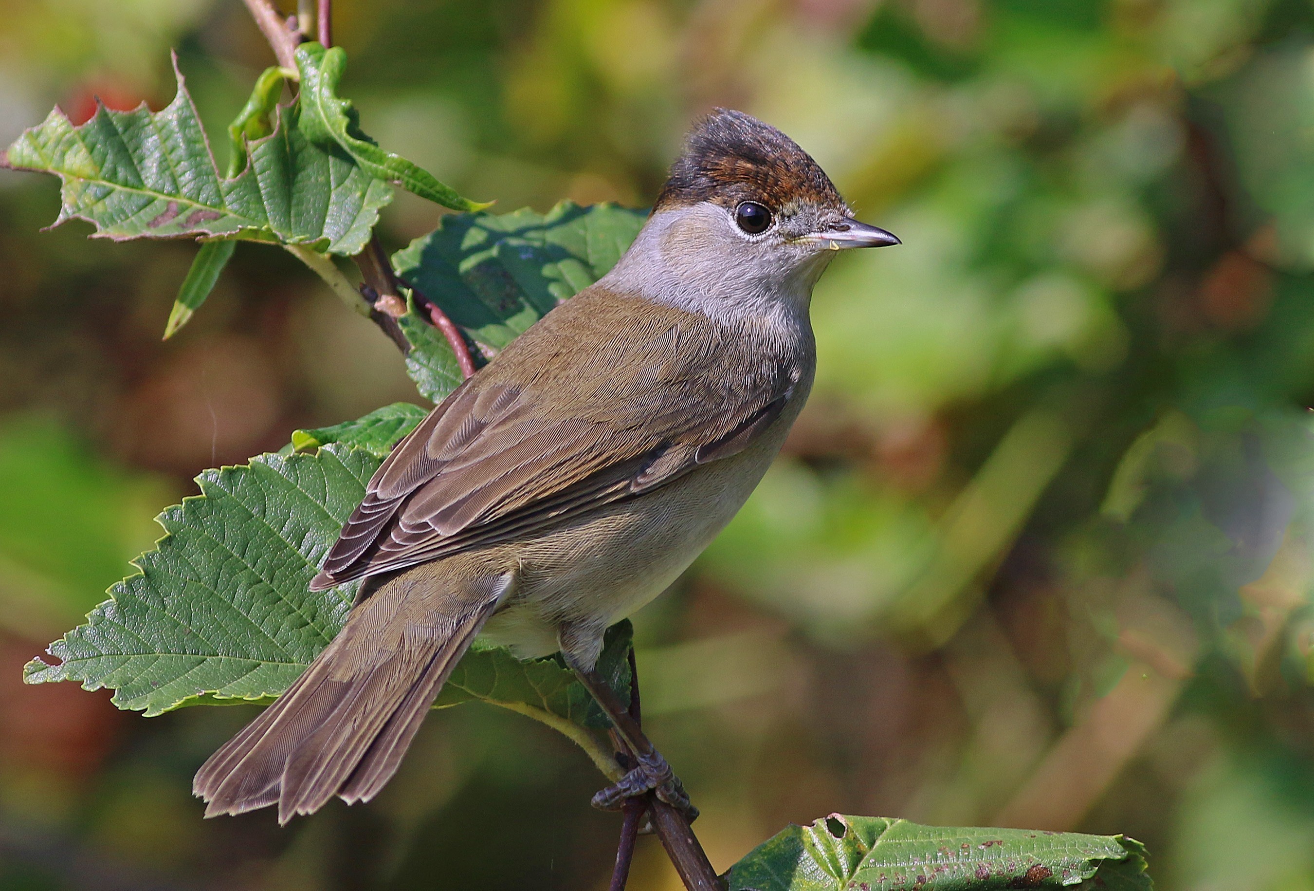 Blackcap