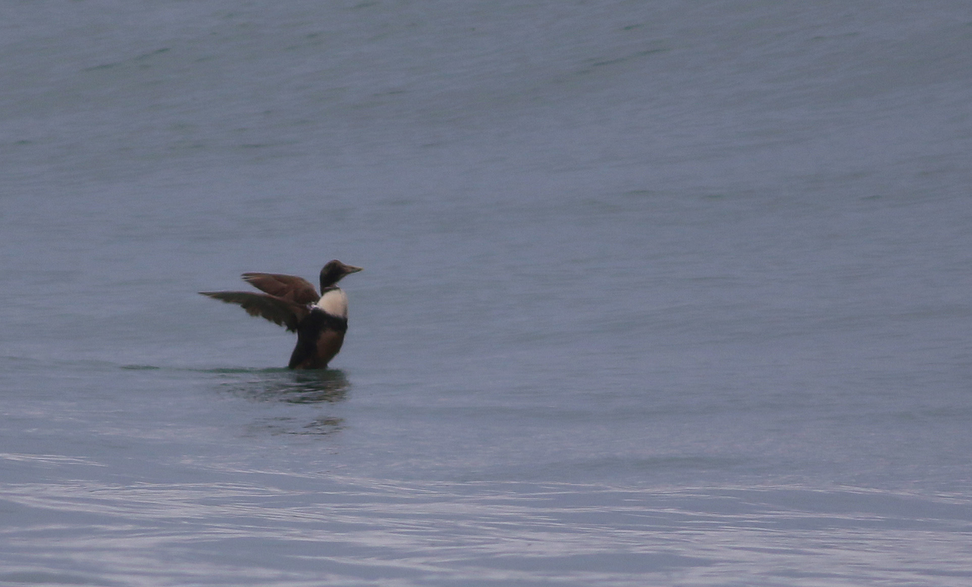 Common Eider