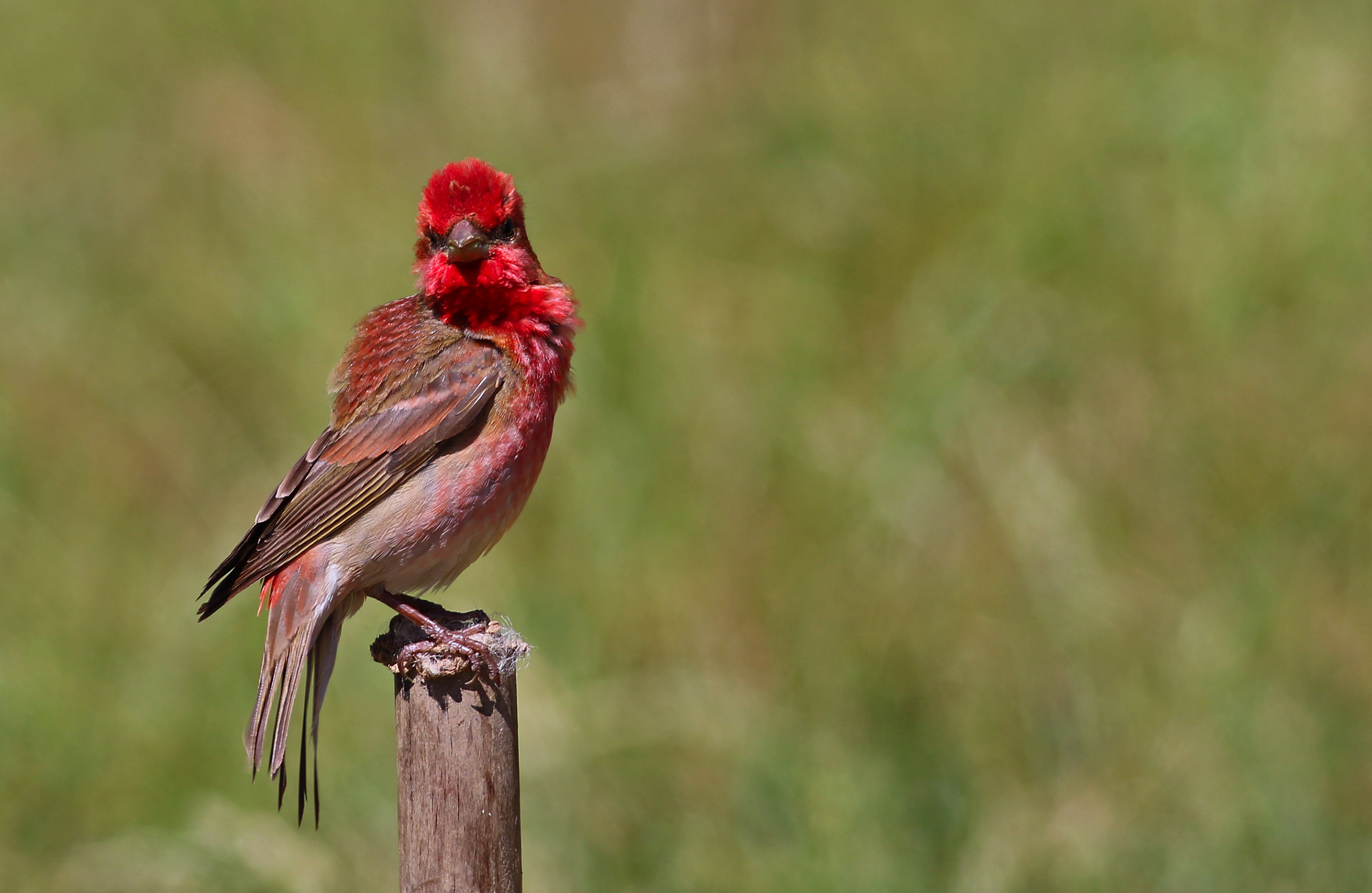 Common Rosefinch
