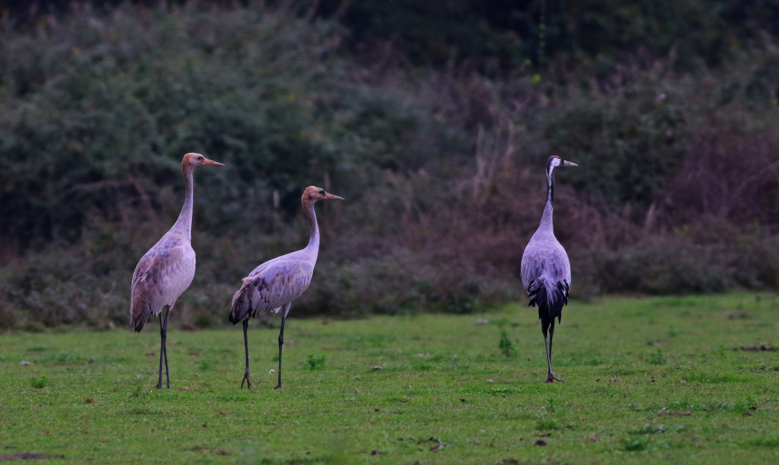 Common Crane