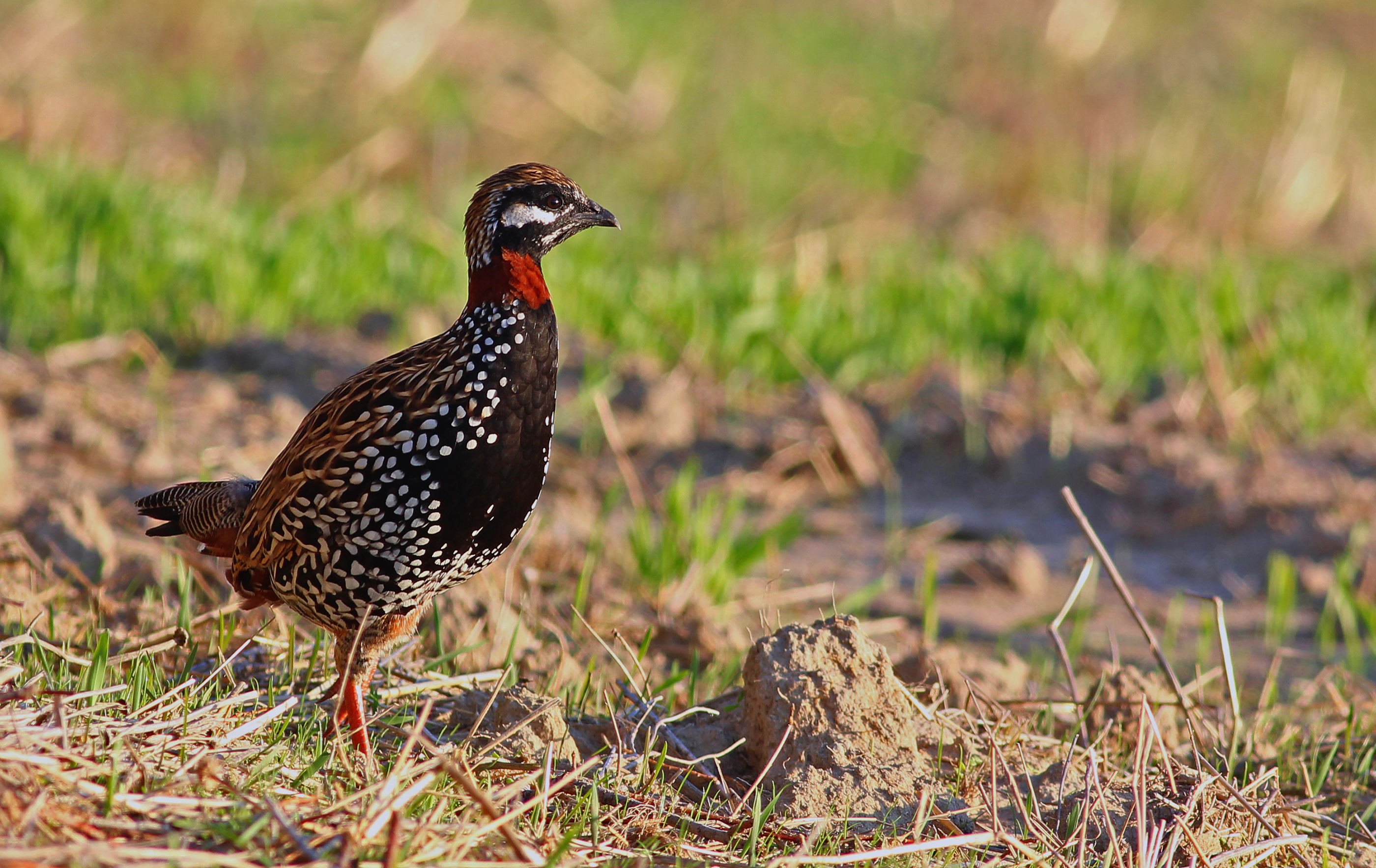 Black Francolin