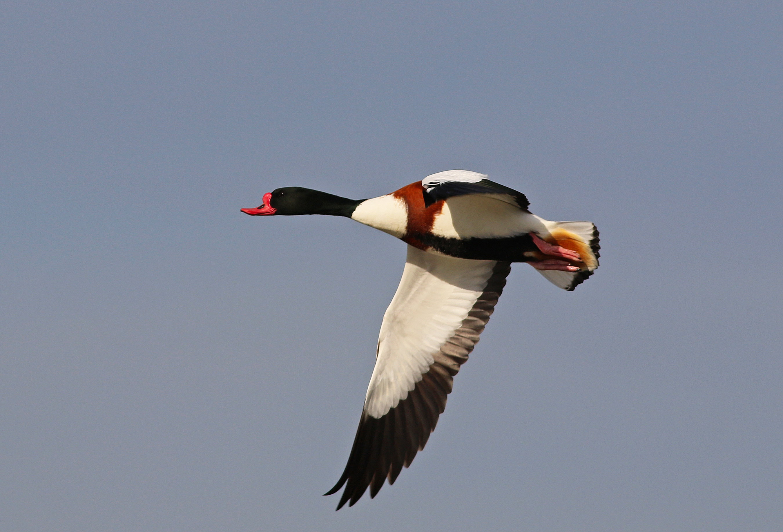 Common Shelduck