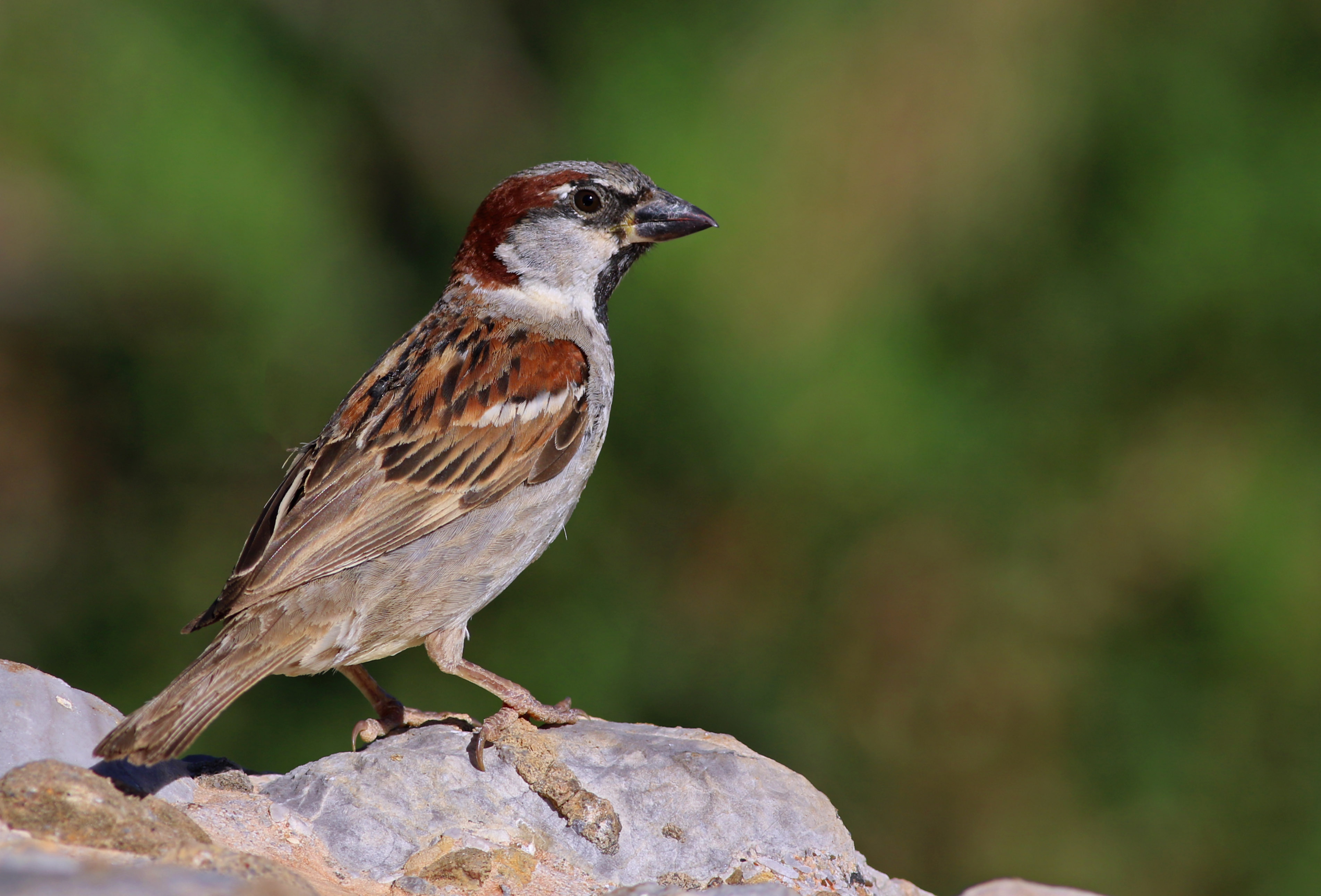 House Sparrow