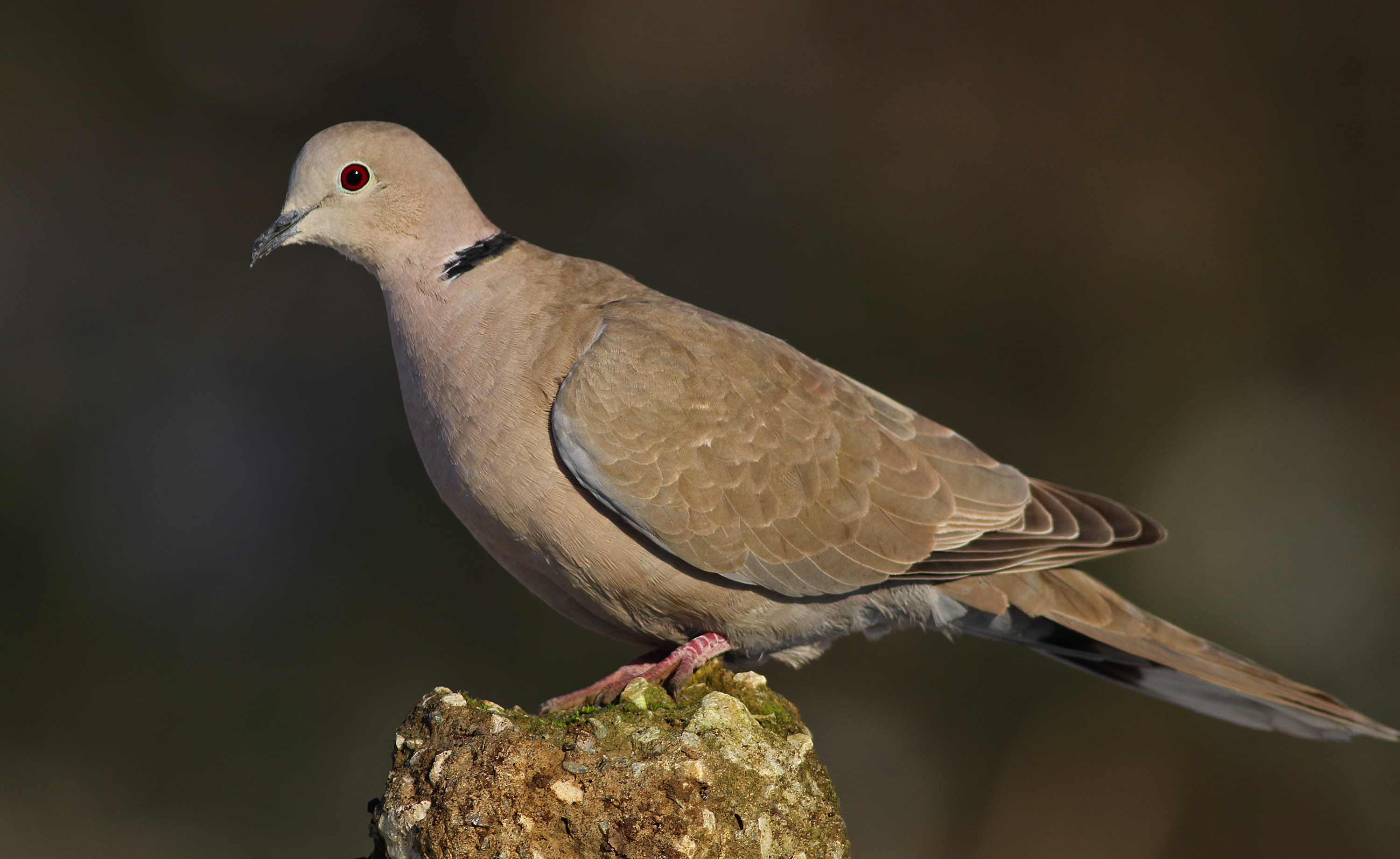 Eurasian Collared-Dove