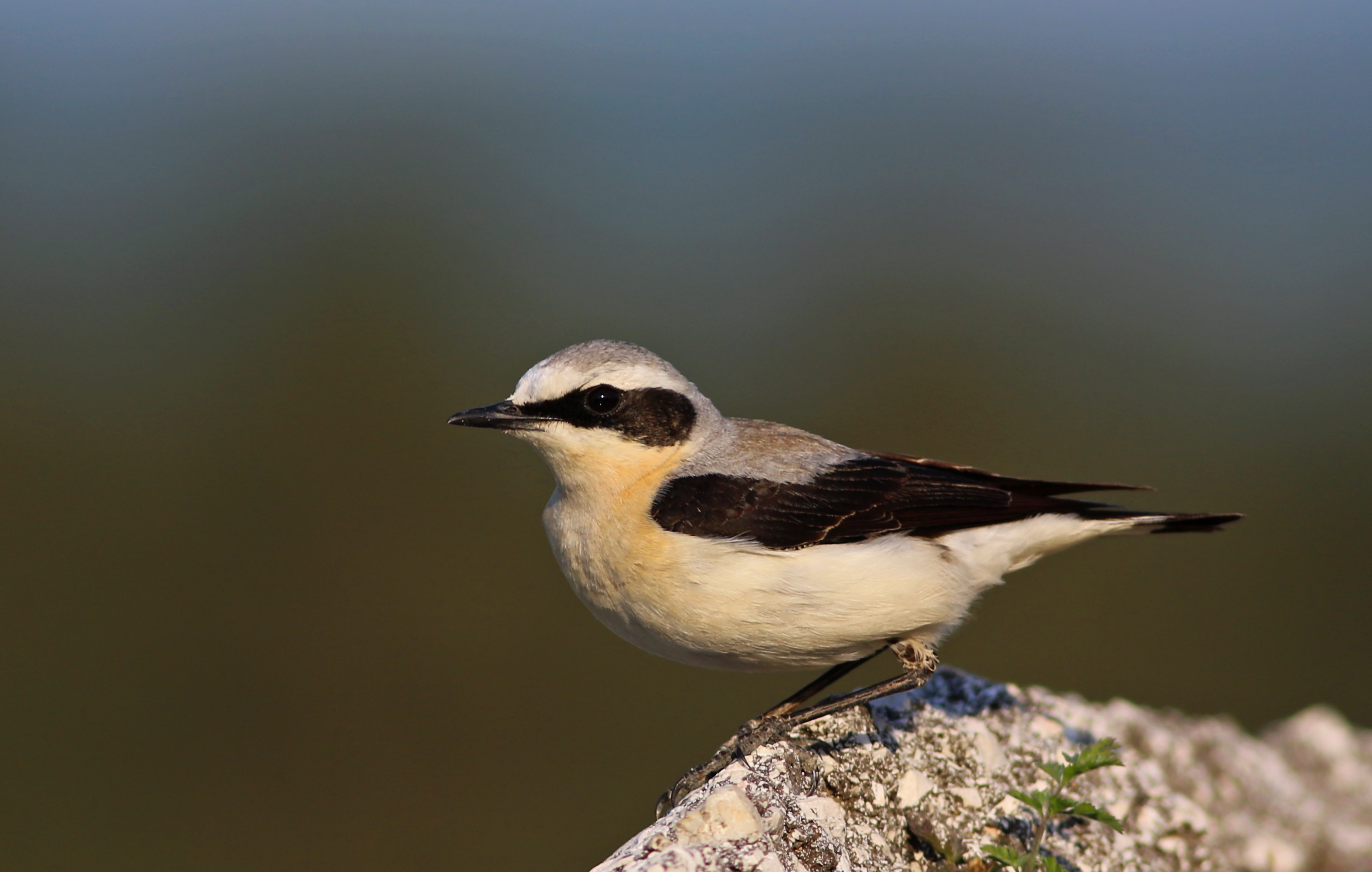 Northern Wheatear