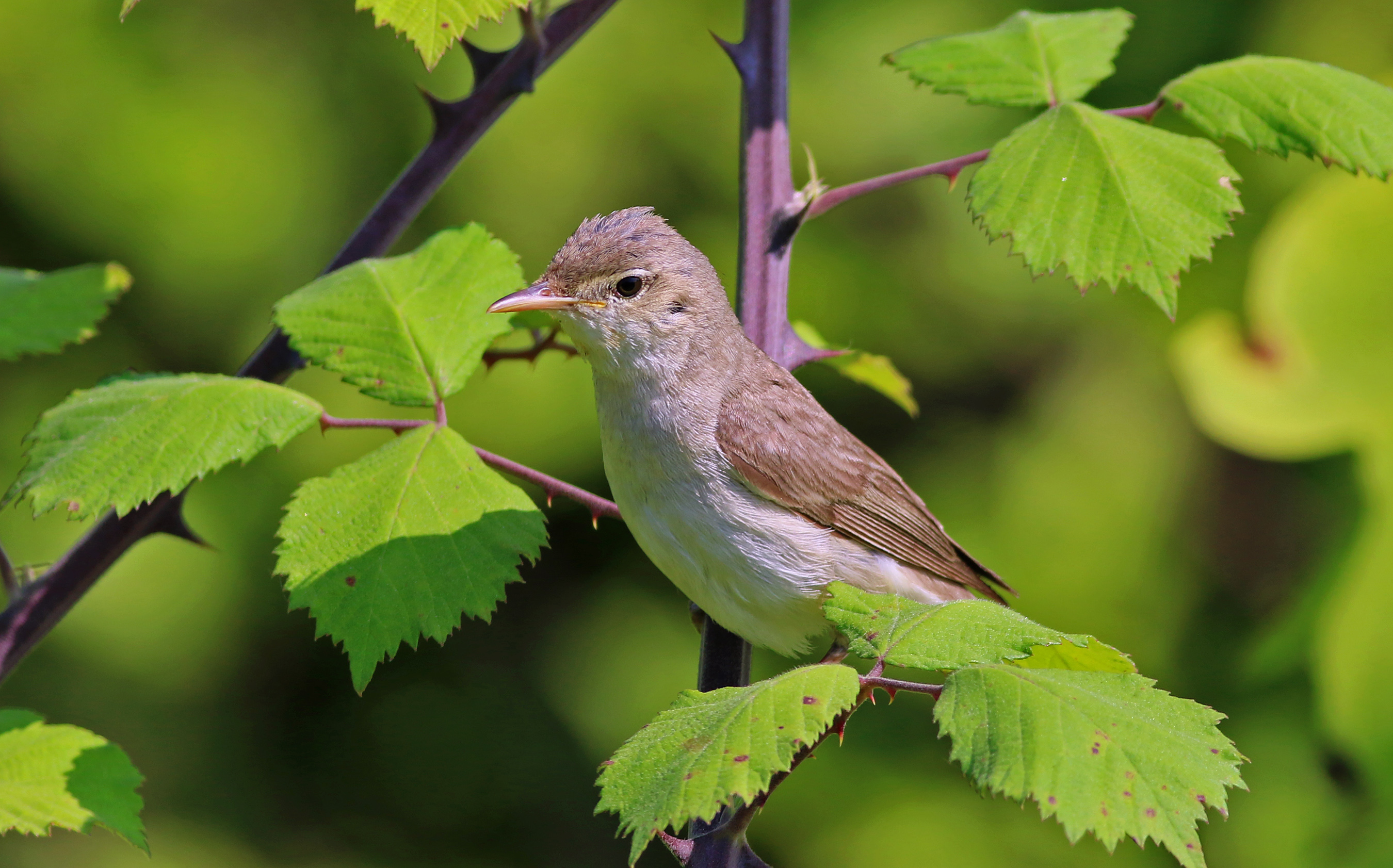 Eastern Olivaceous Warbler