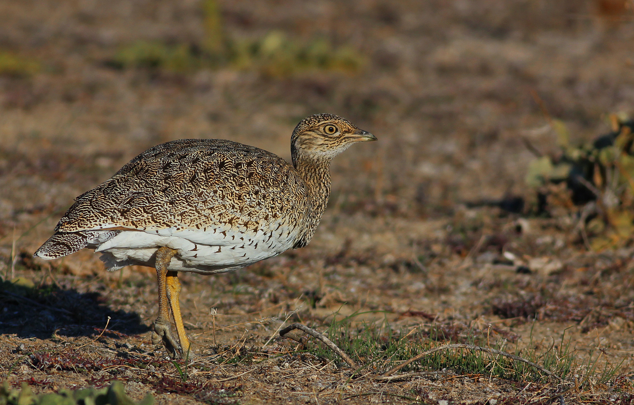 Little Bustard