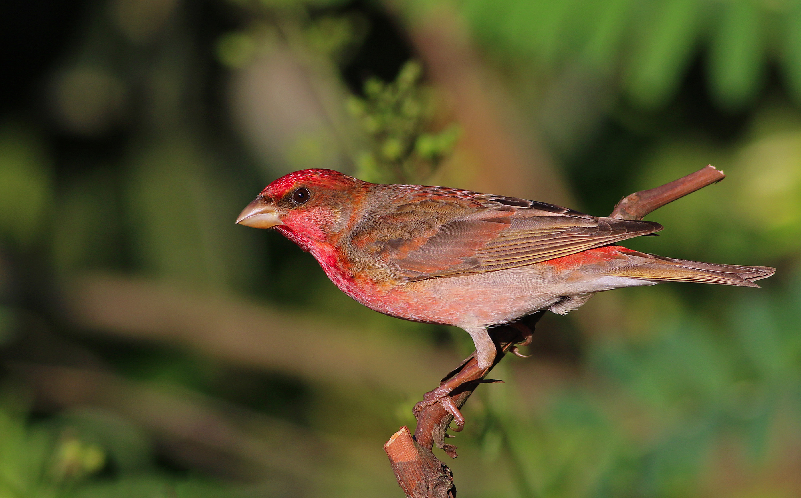 Common Rosefinch