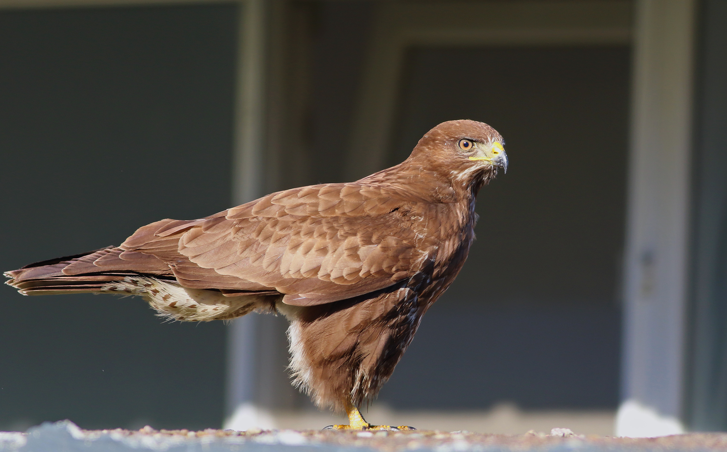 Common Buzzard — Ana fotoğraf