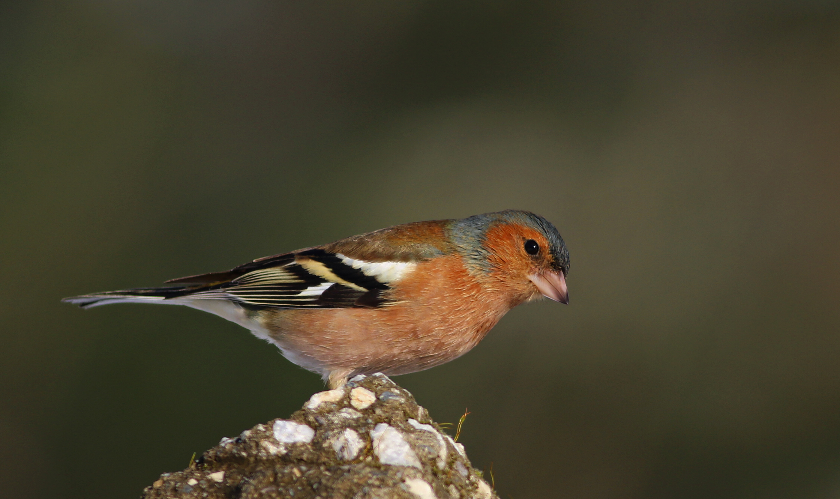Common Chaffinch