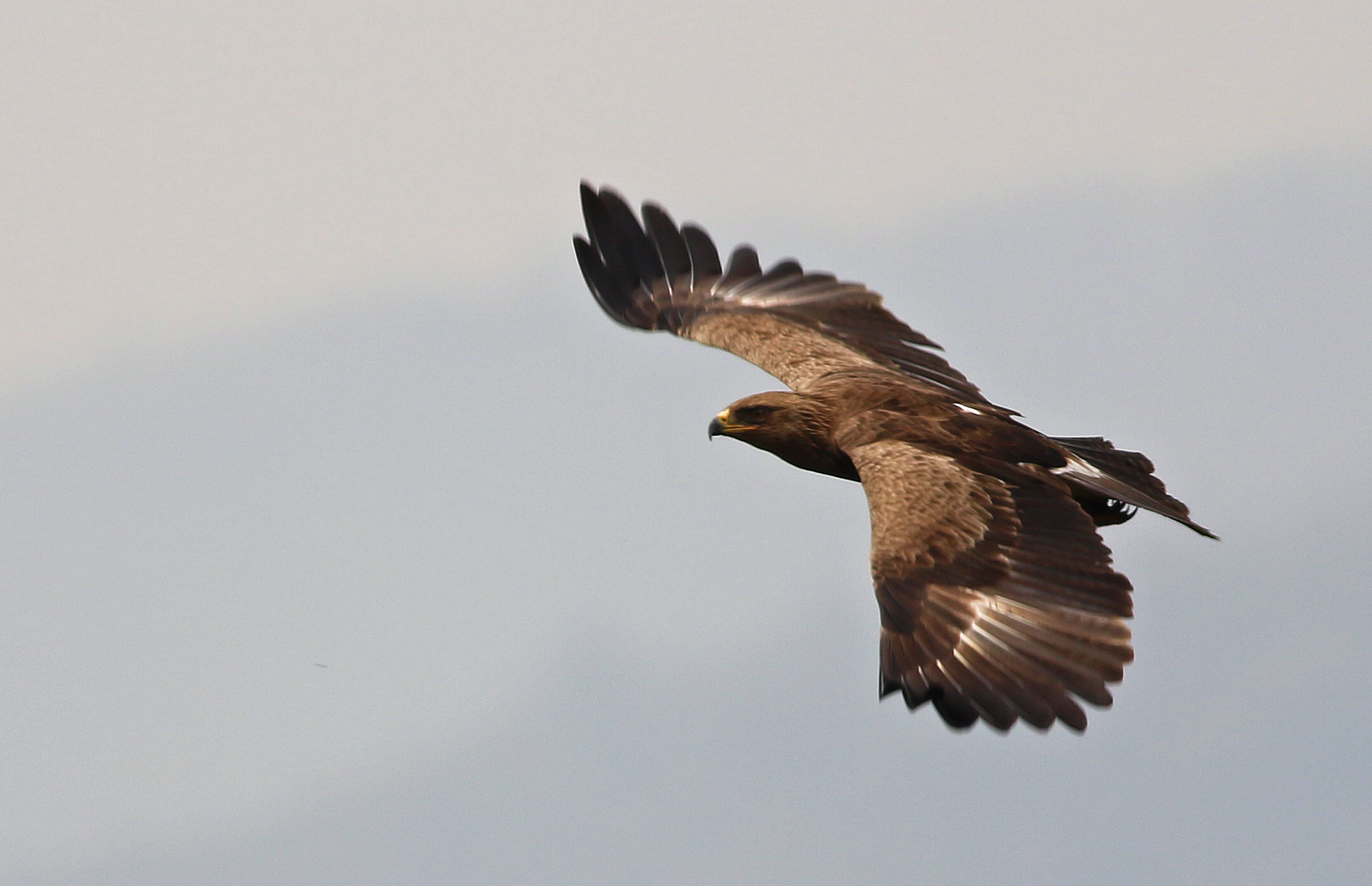 Lesser Spotted Eagle