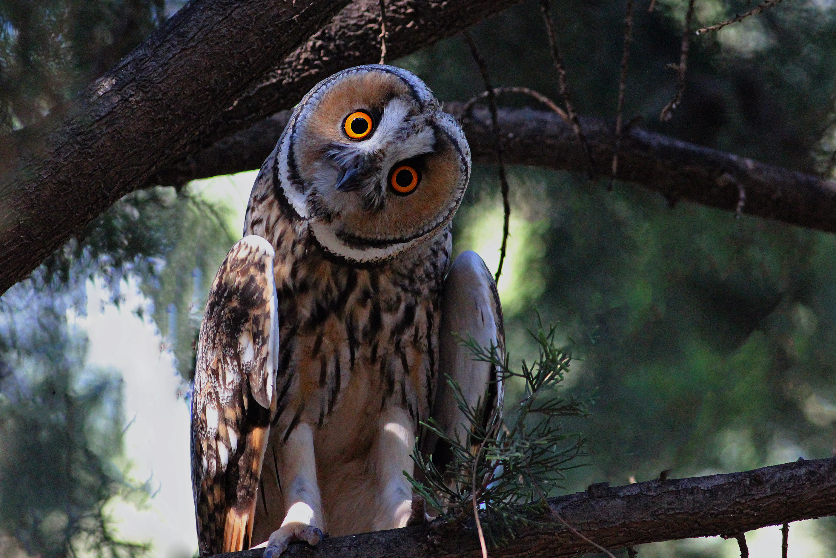 Long-eared Owl