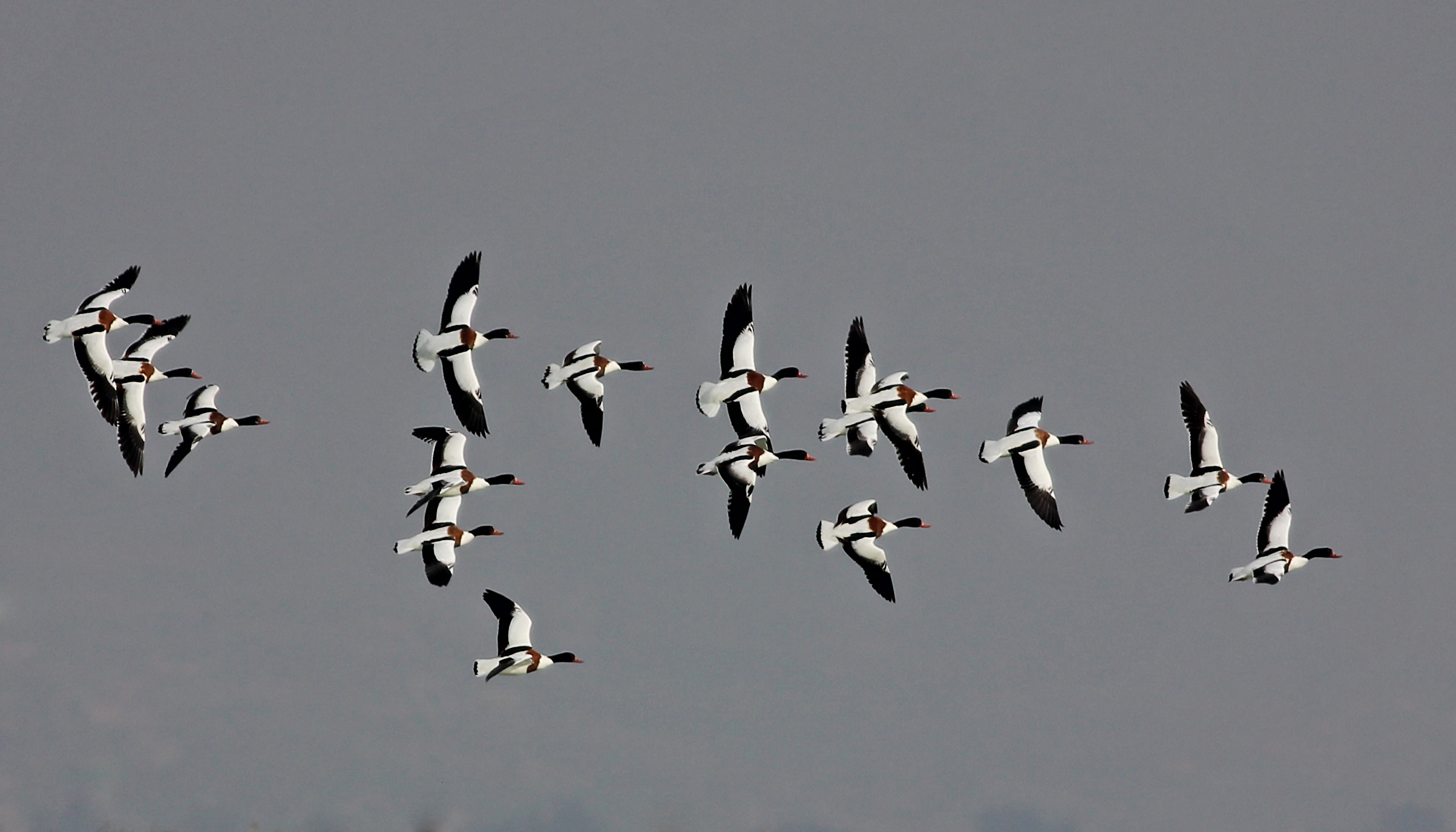 Common Shelduck