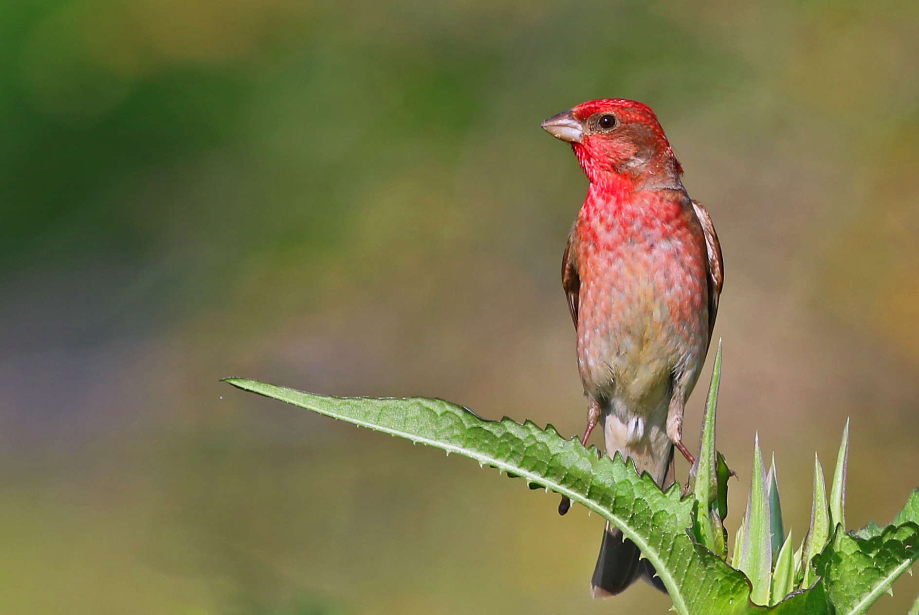 Common Rosefinch