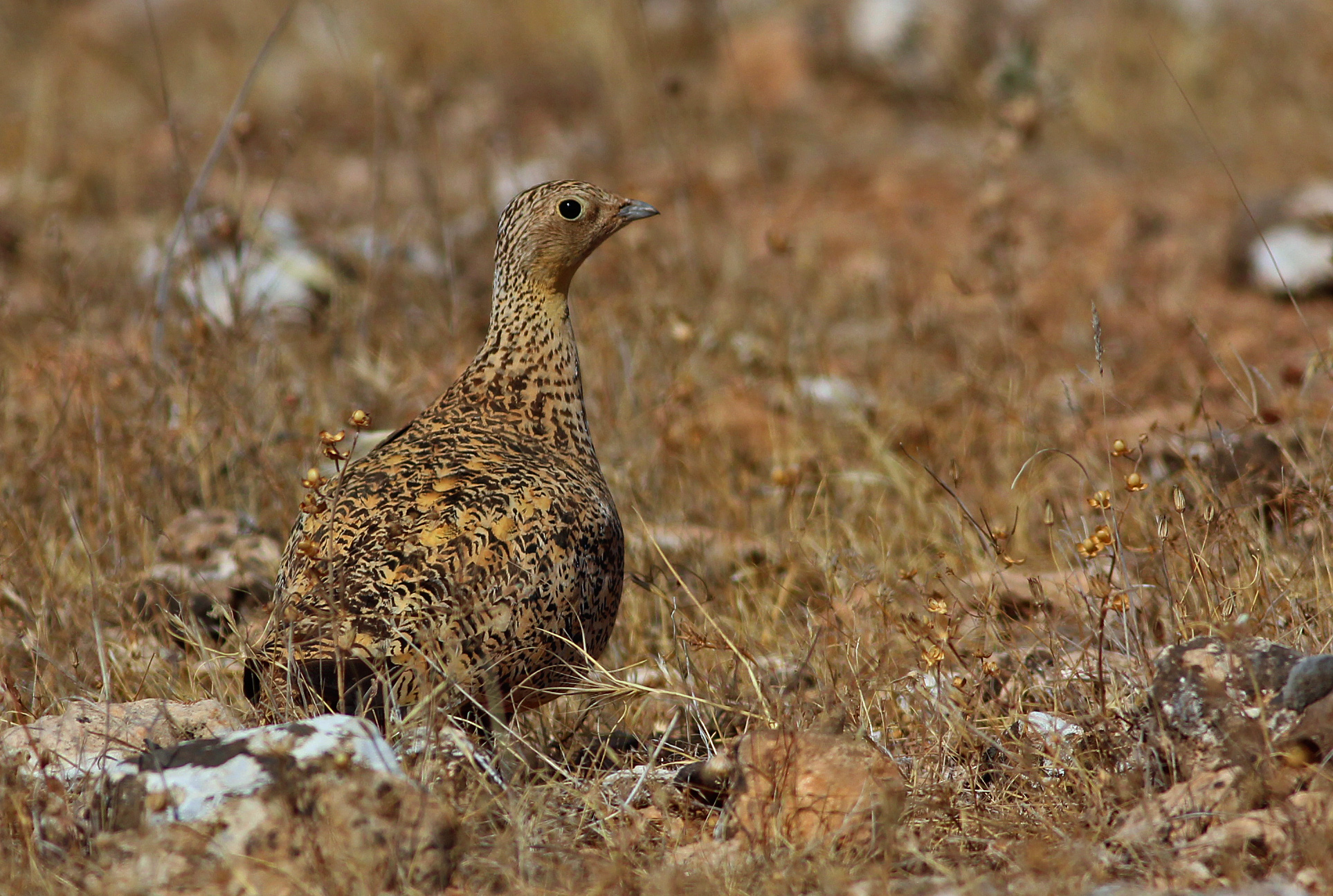 Black-bellied Sandgrouse