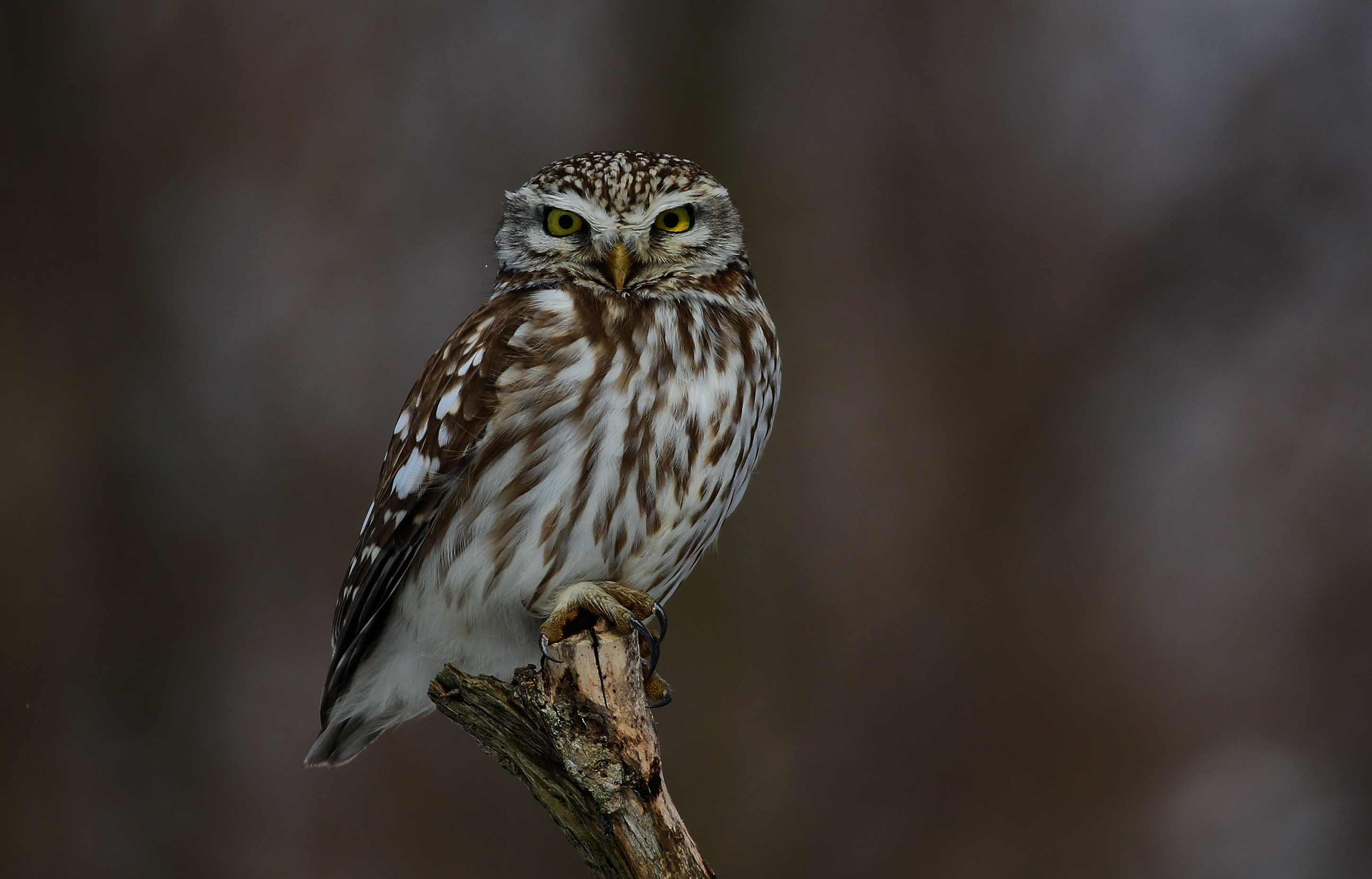 Little Owl
