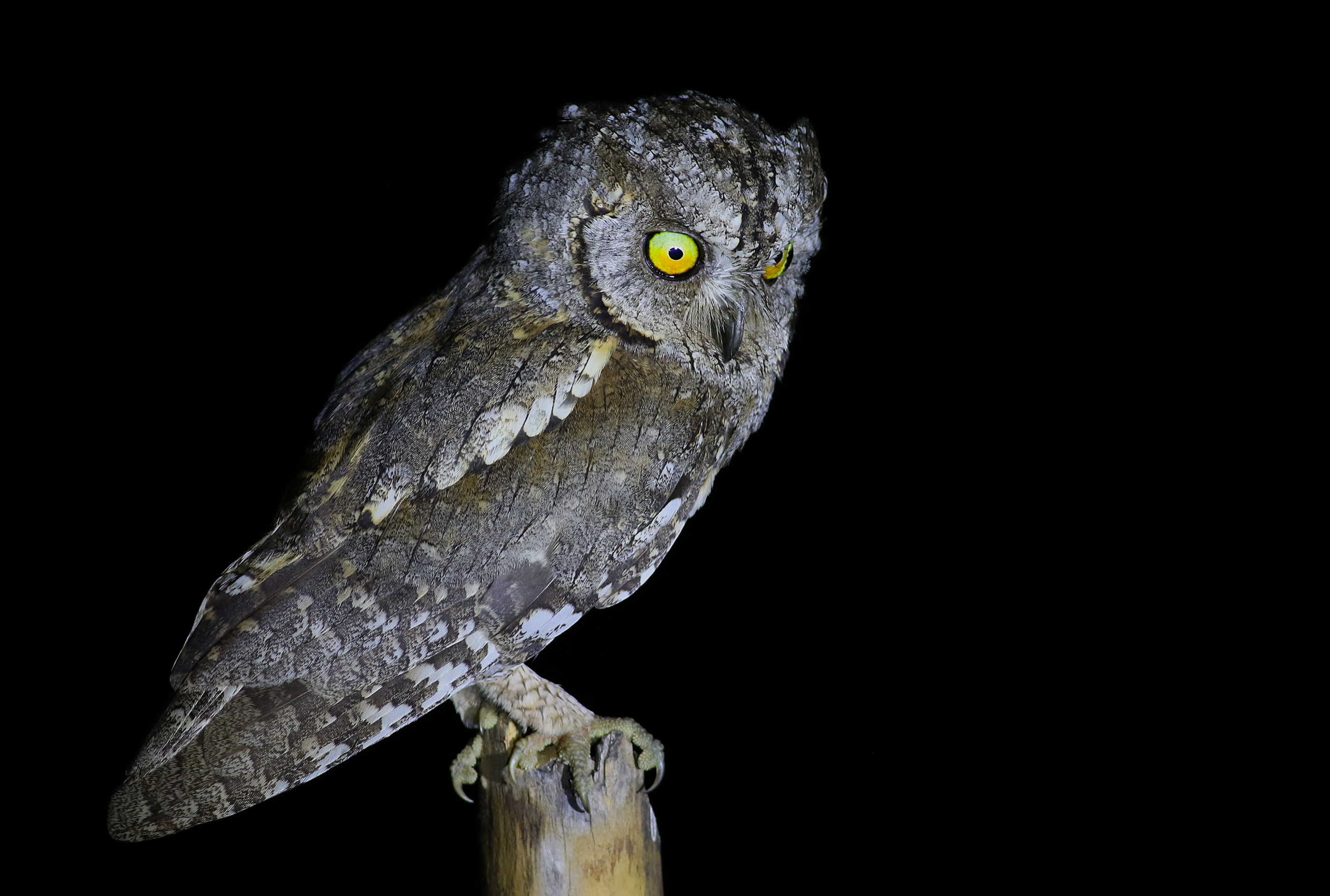 Eurasian Scops-Owl