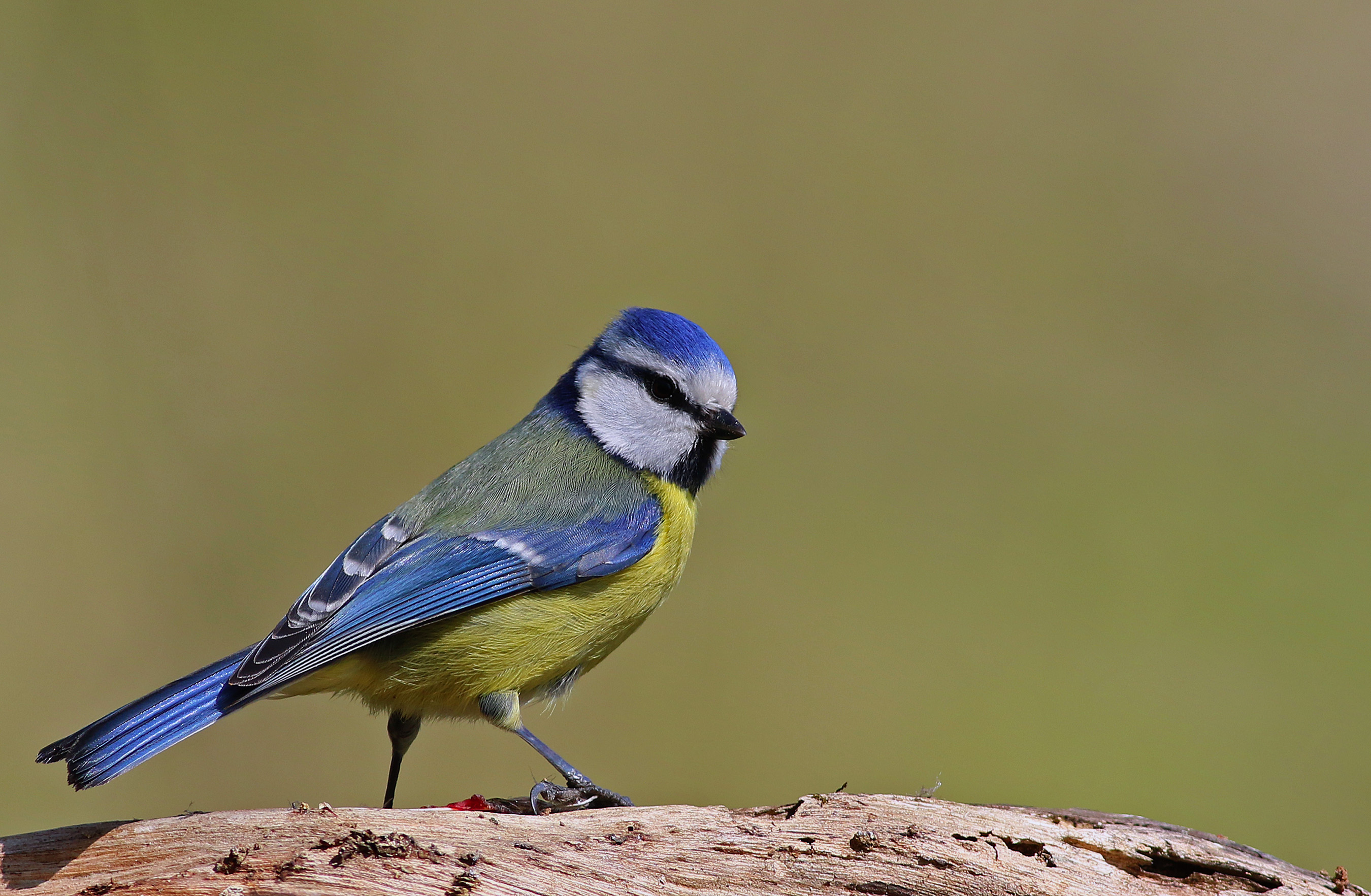 Eurasian Blue Tit
