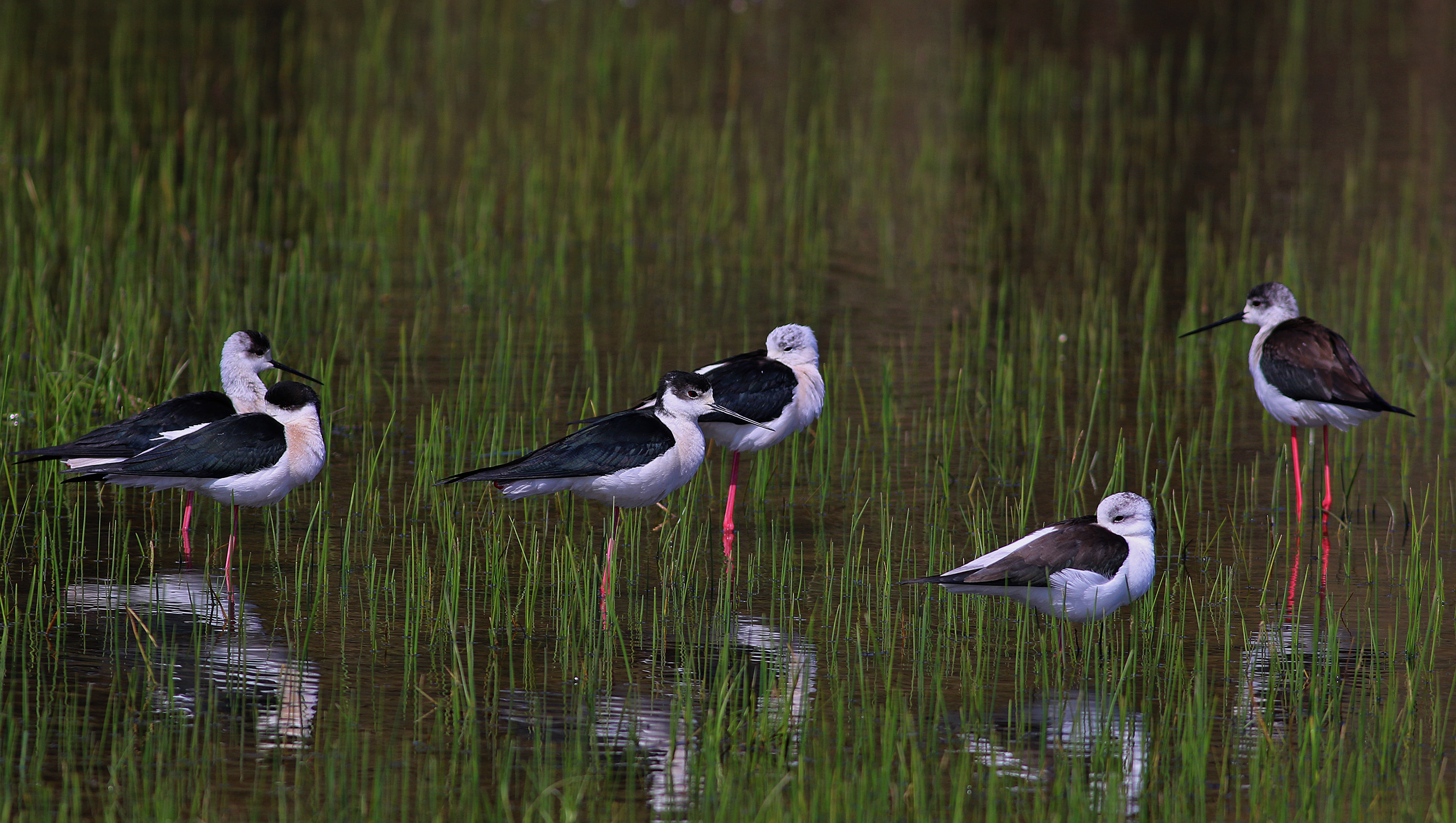 Black-winged Stilt