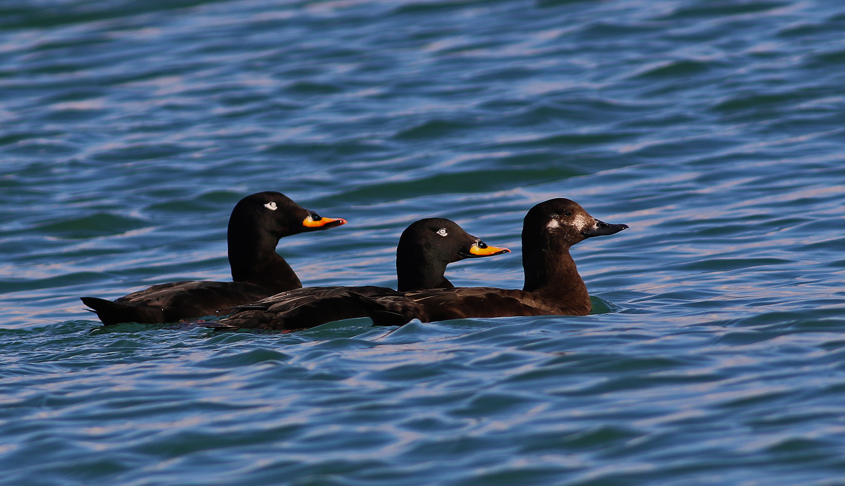 Velvet Scoter