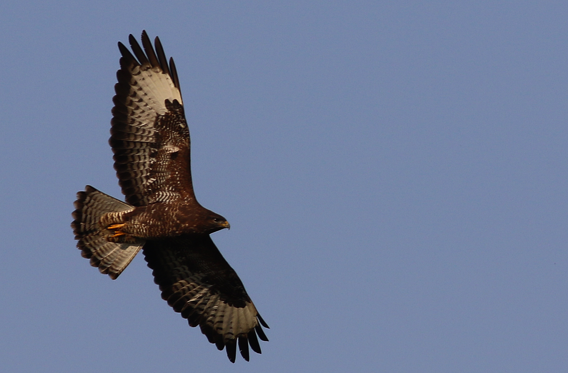 Common Buzzard — Ana fotoğraf