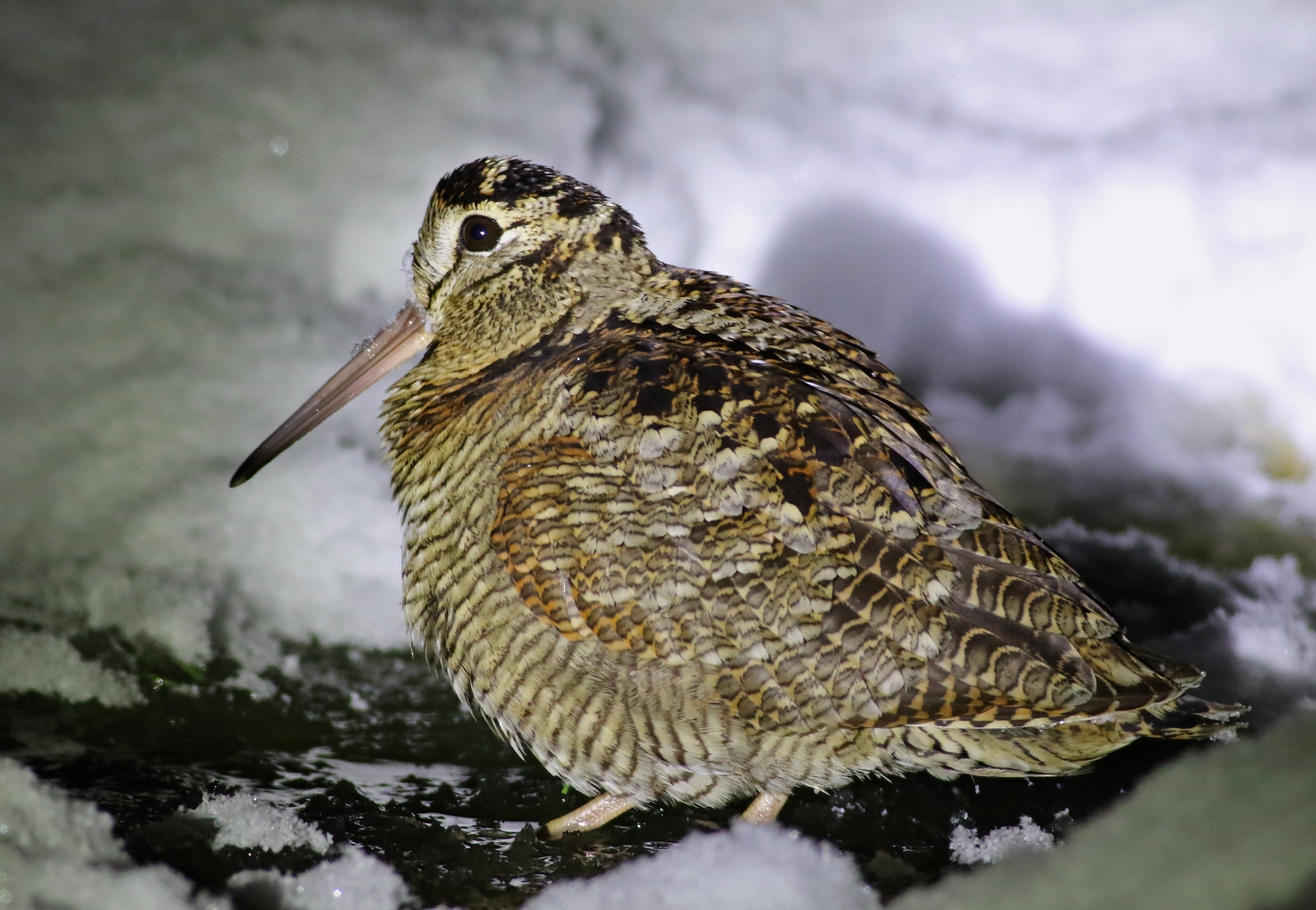 Eurasian Woodcock