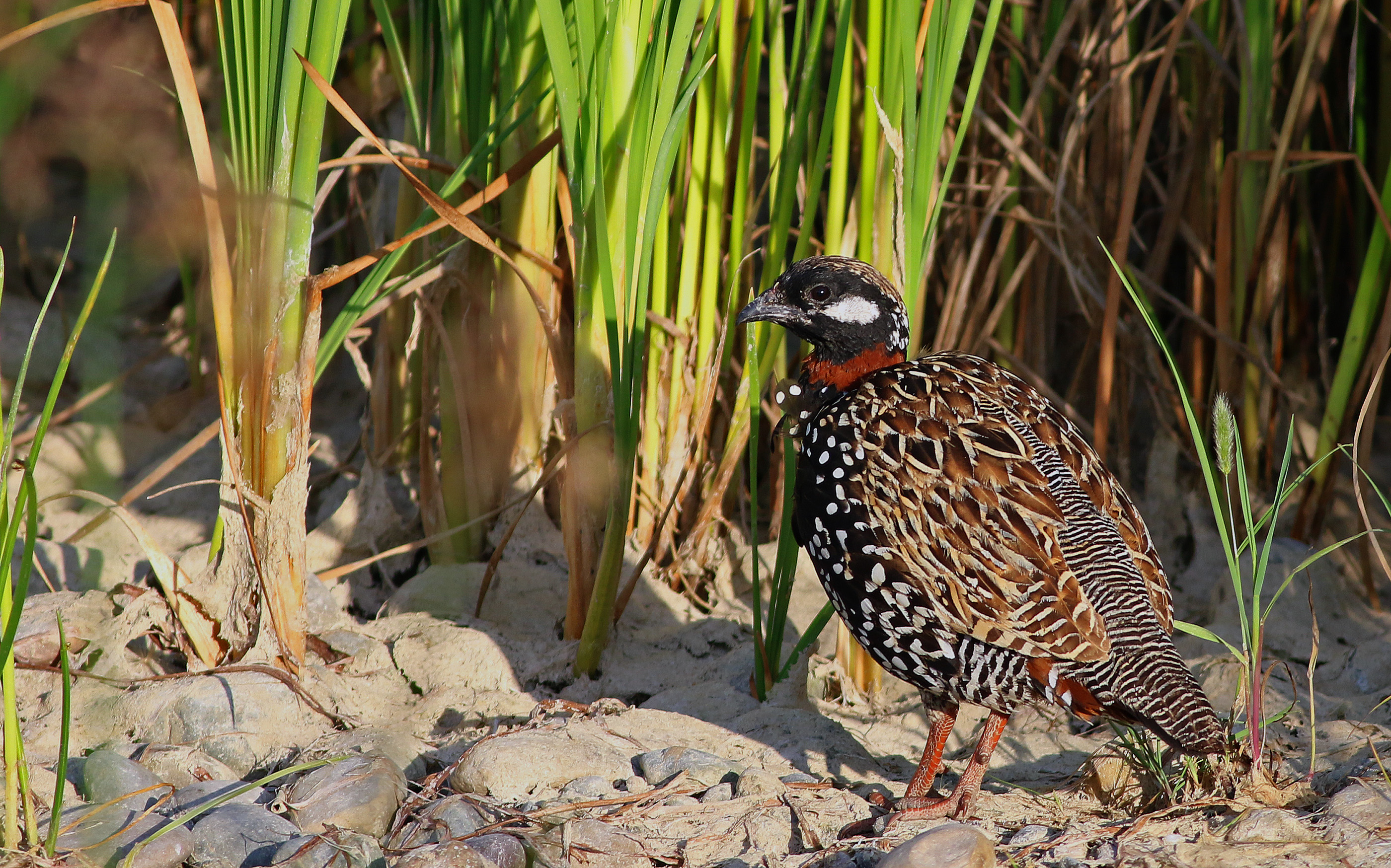 Black Francolin