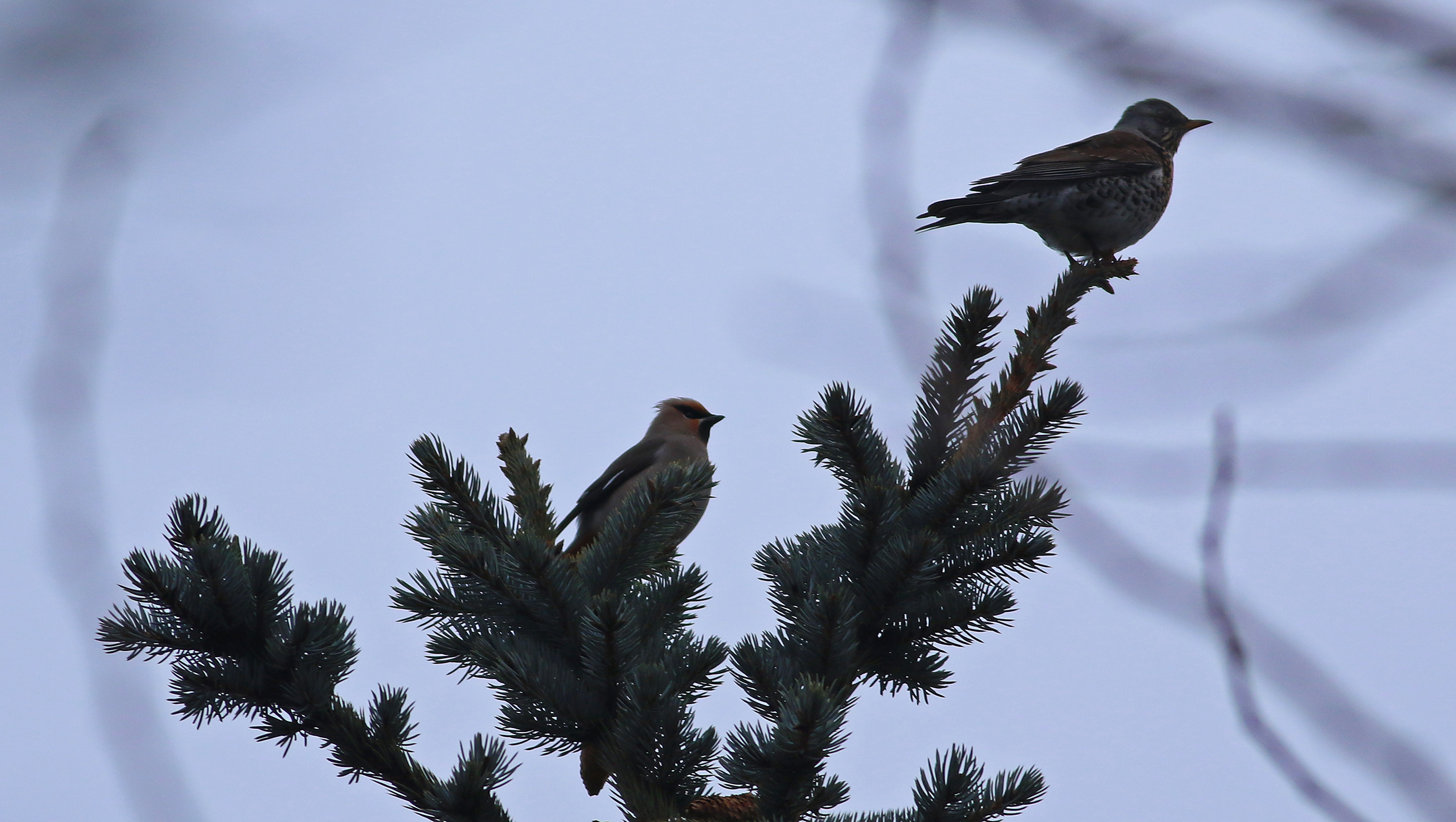 Bohemian Waxwing