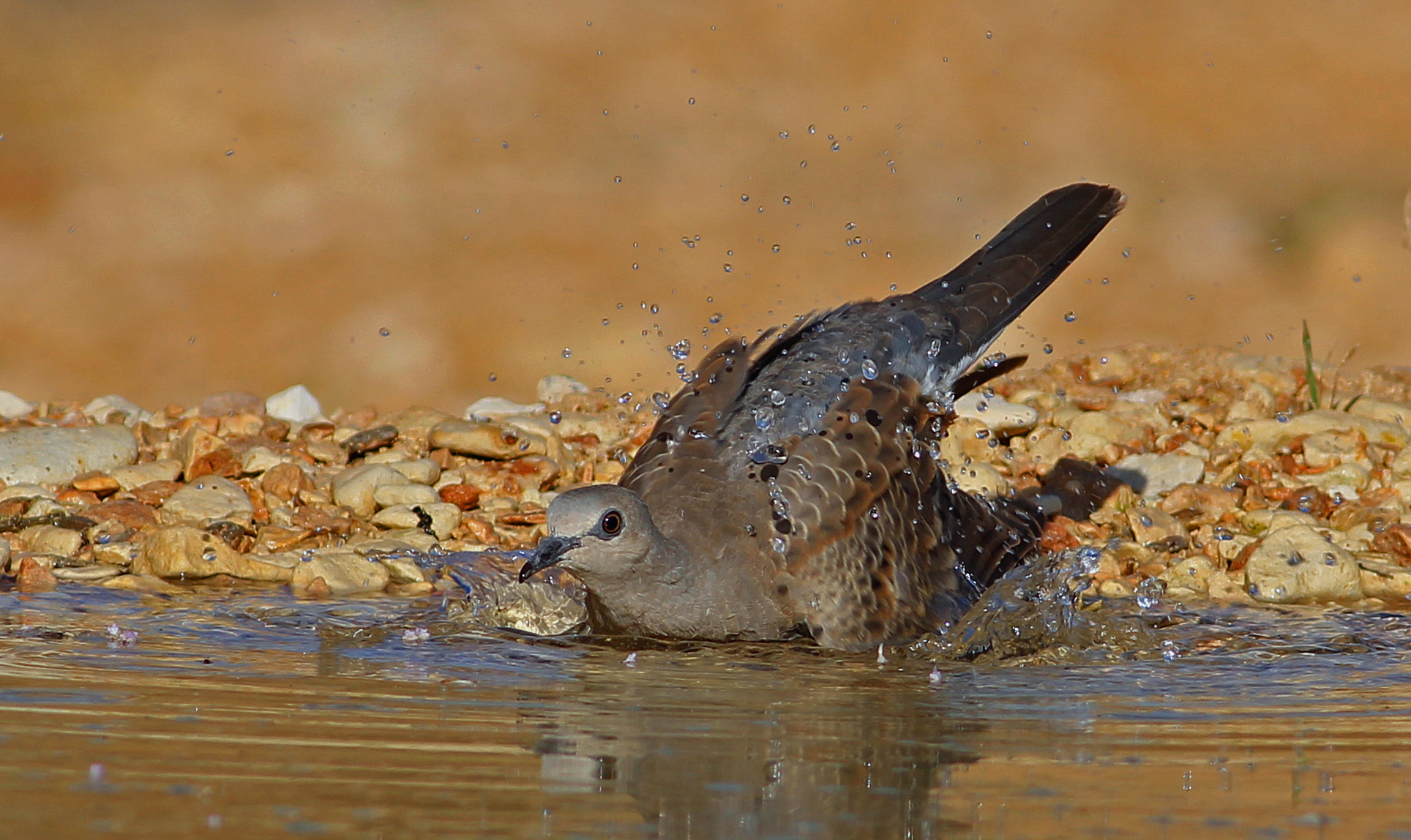 European Turtle-Dove
