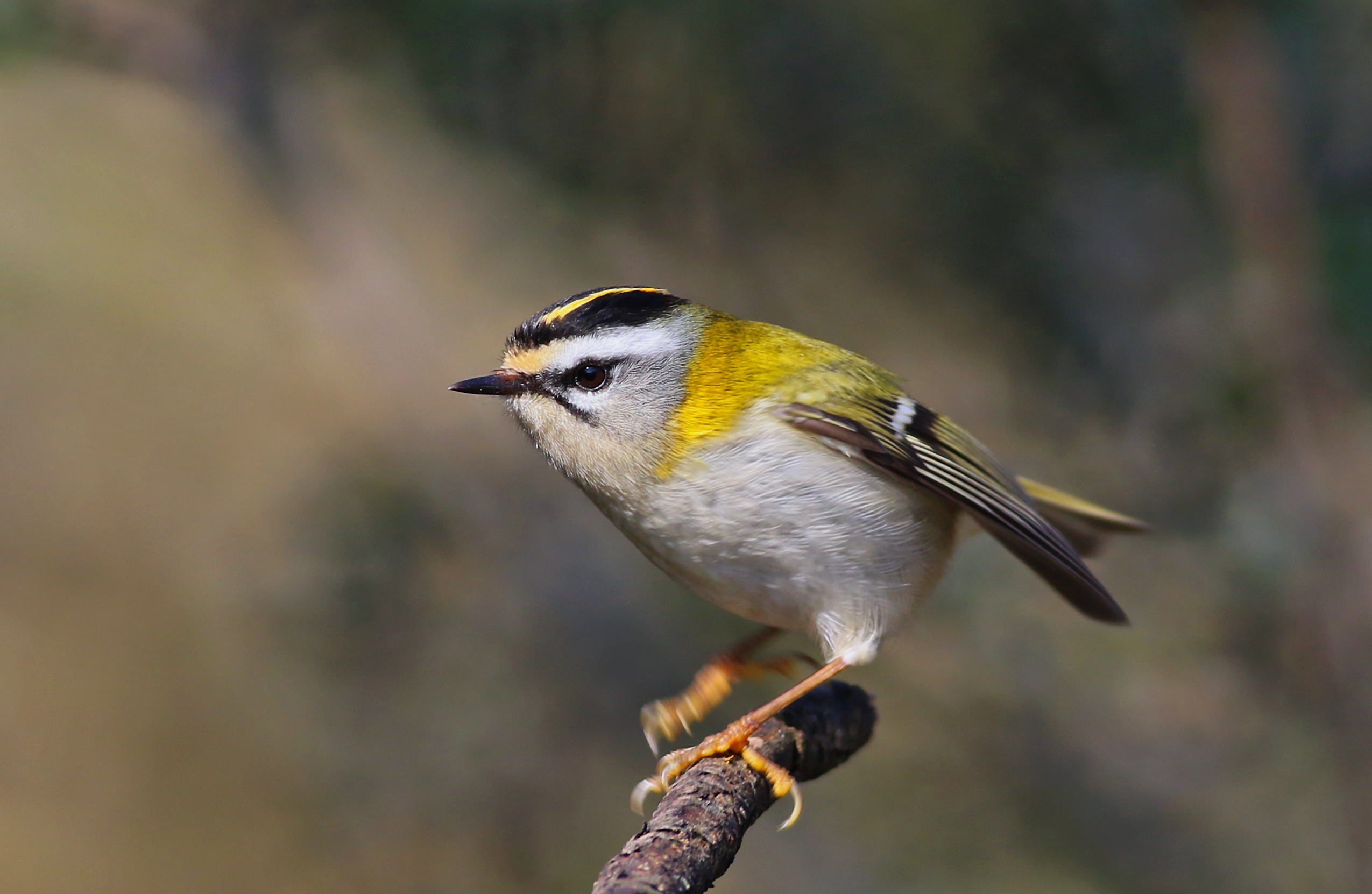 Common Firecrest