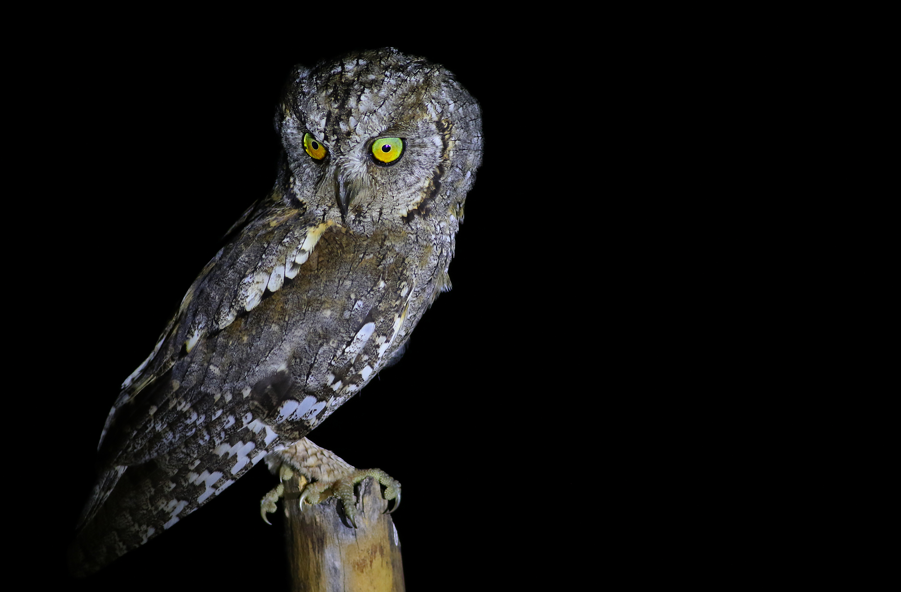 Eurasian Scops-Owl