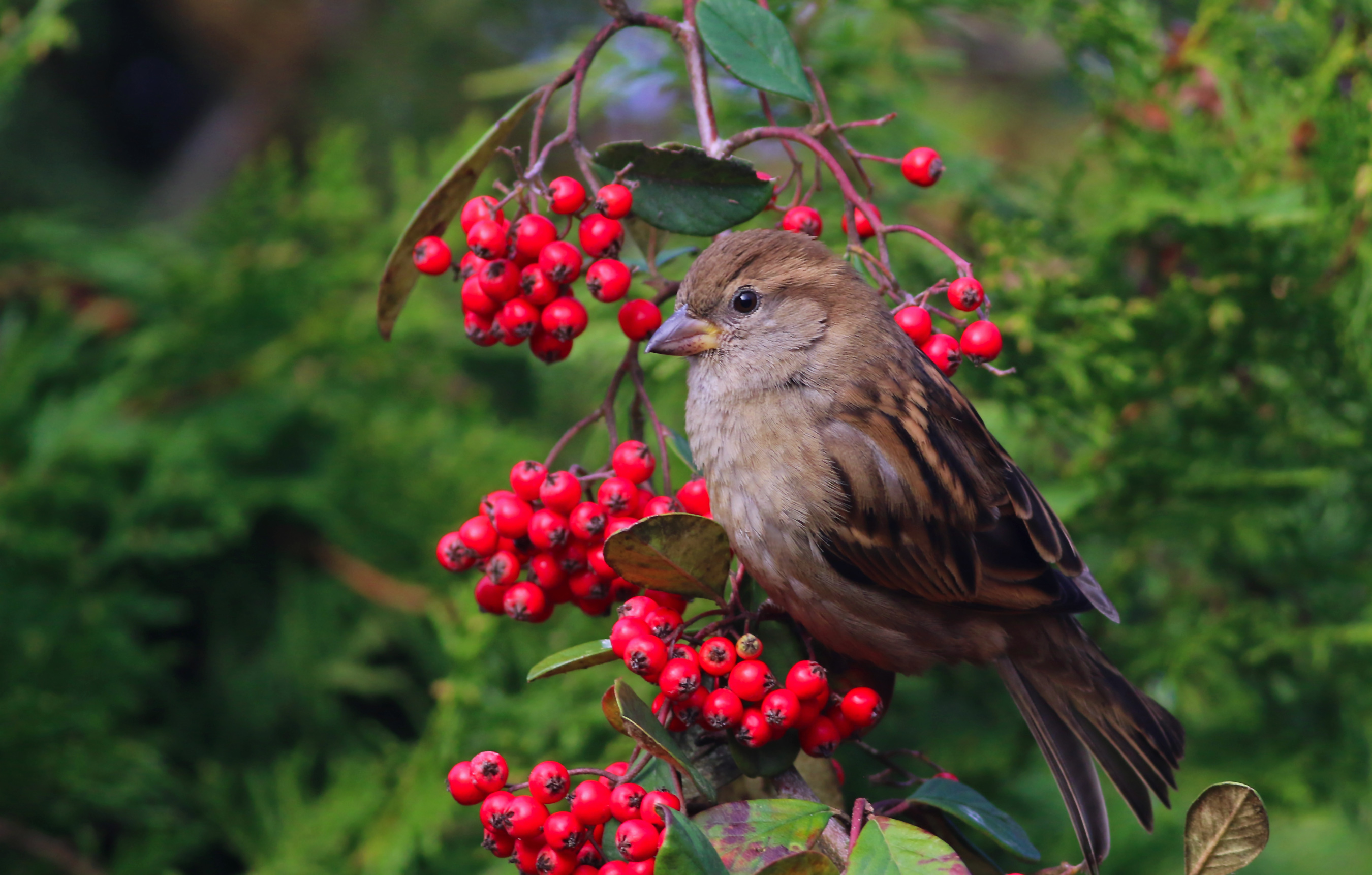 House Sparrow