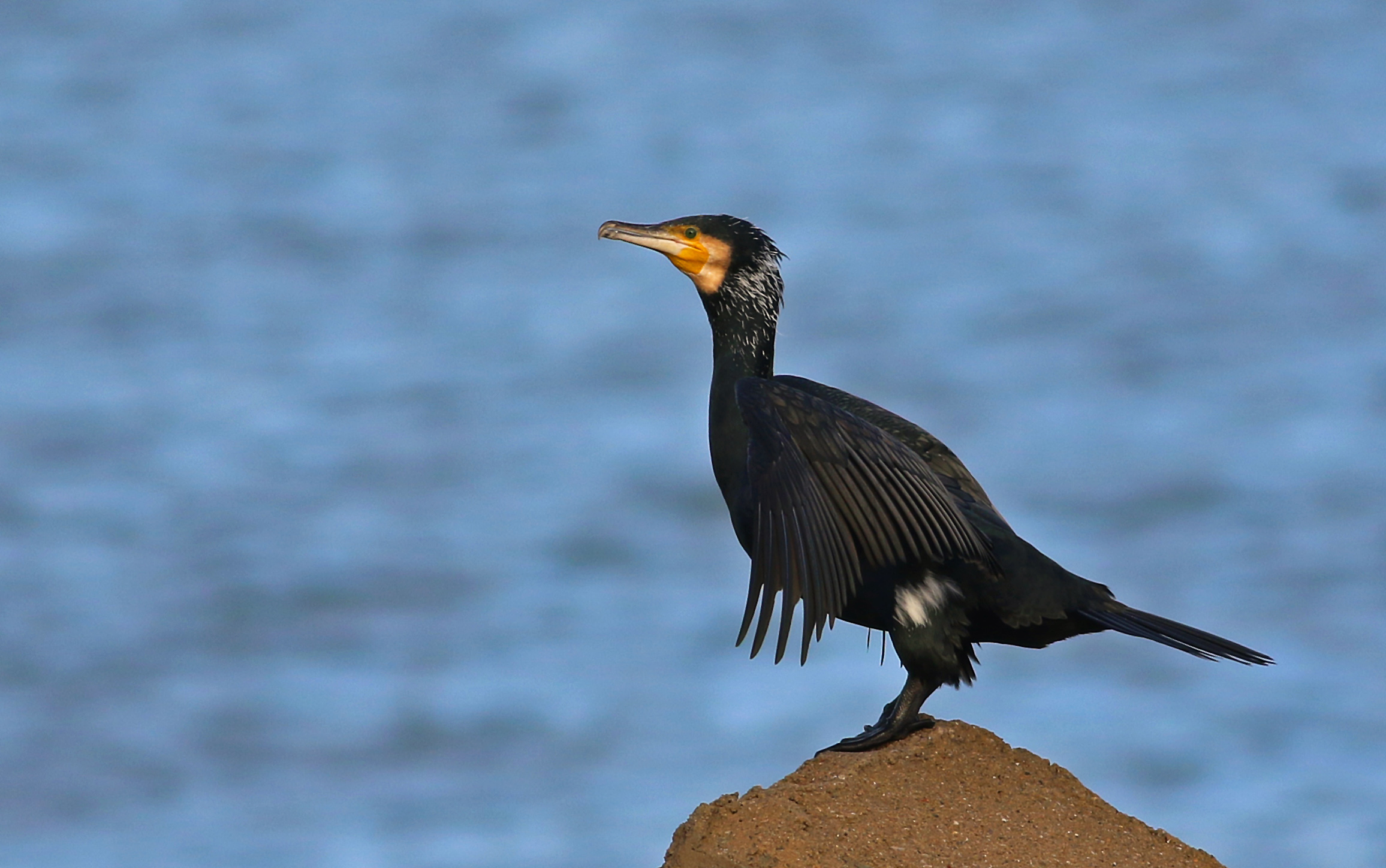 Great Cormorant