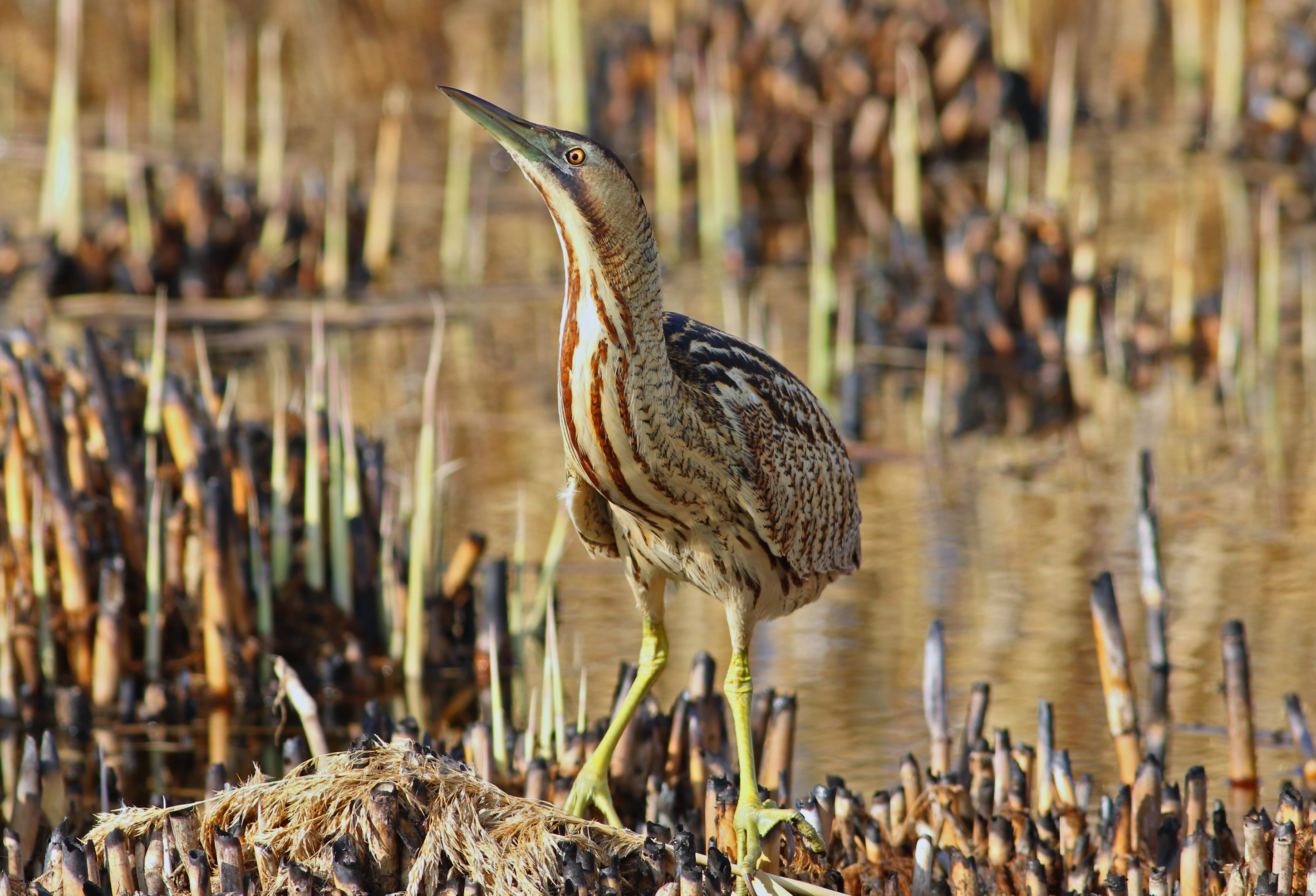 Great Bittern