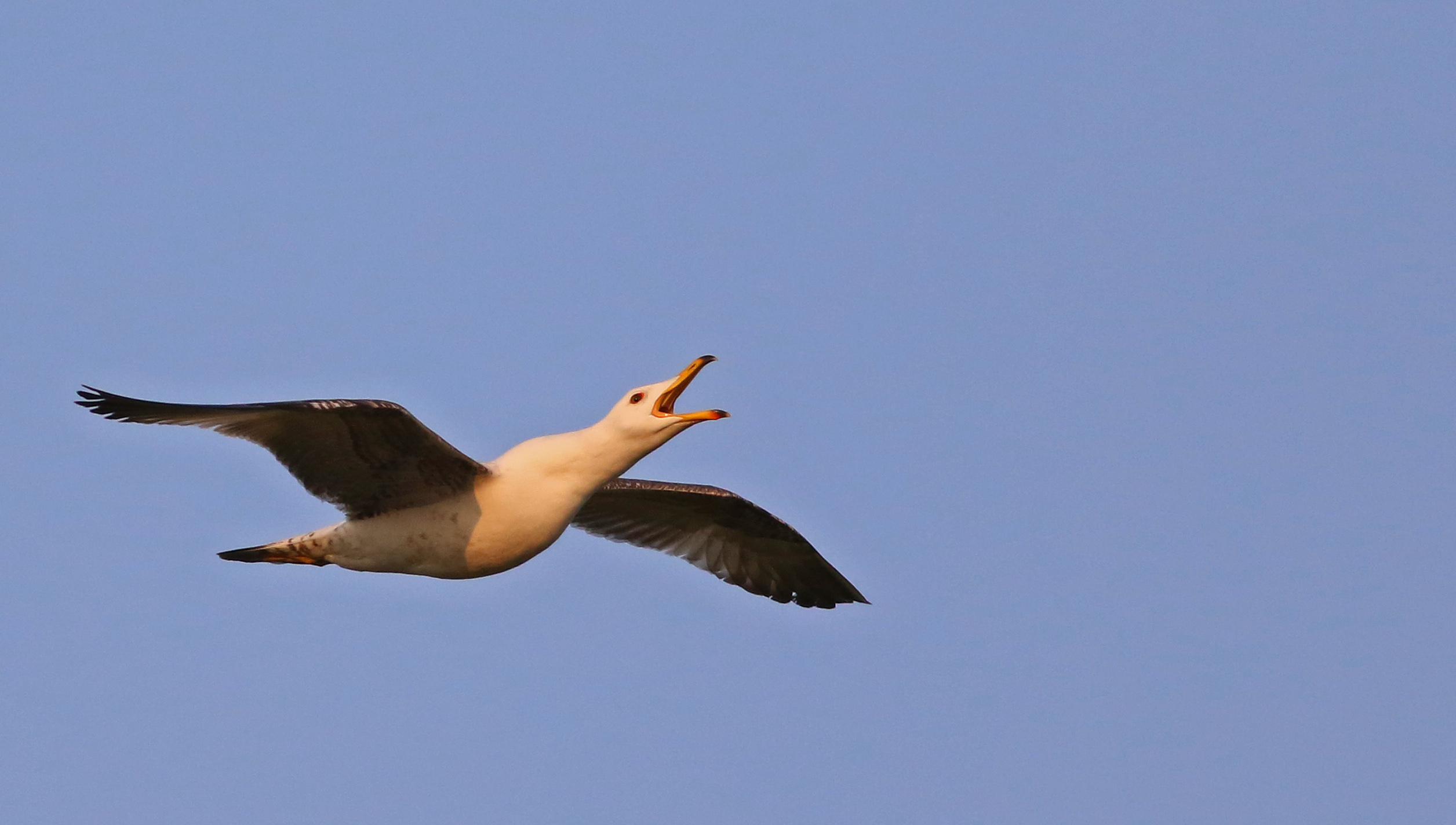 Yellow-legged Gull