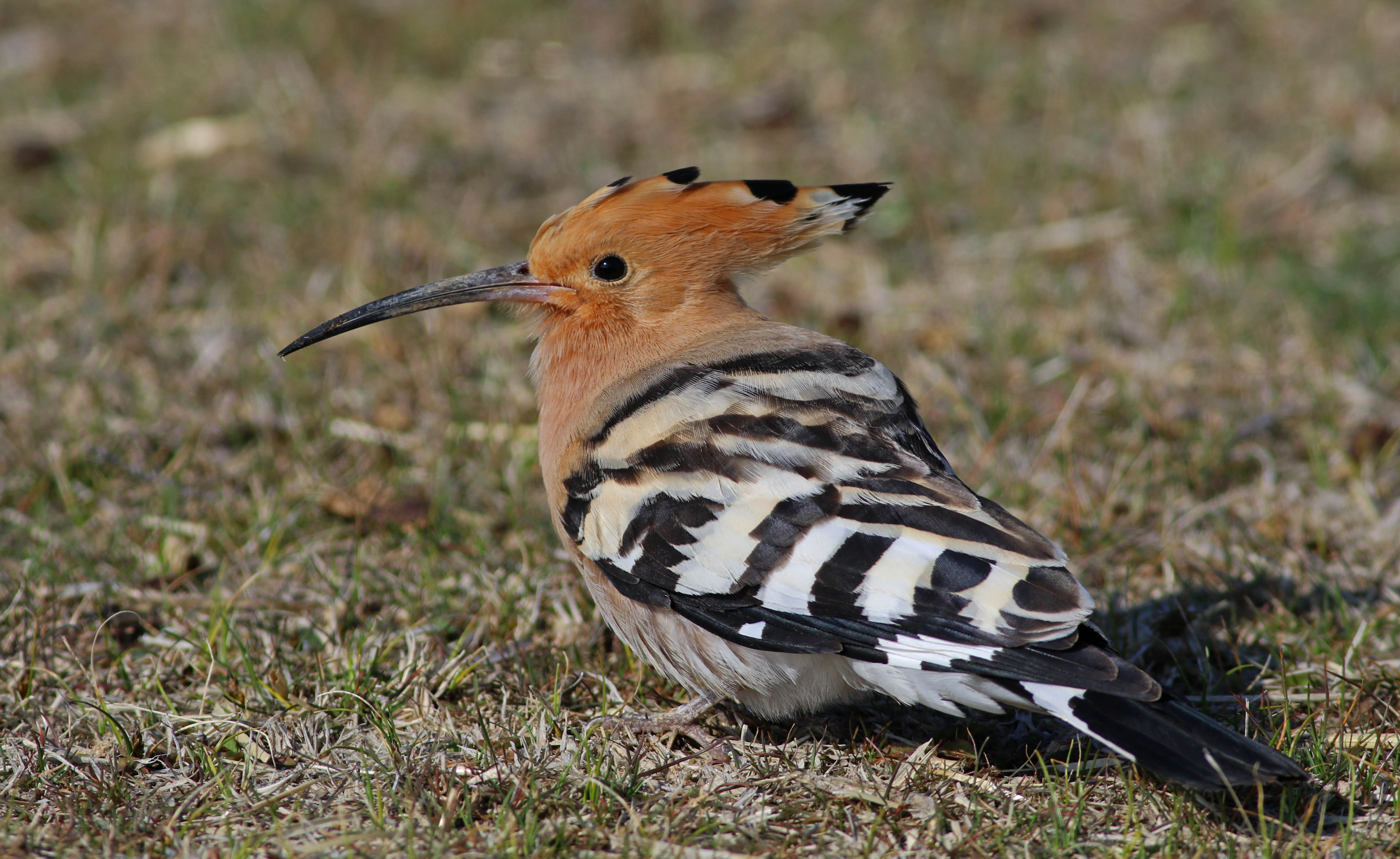 Eurasian Hoopoe