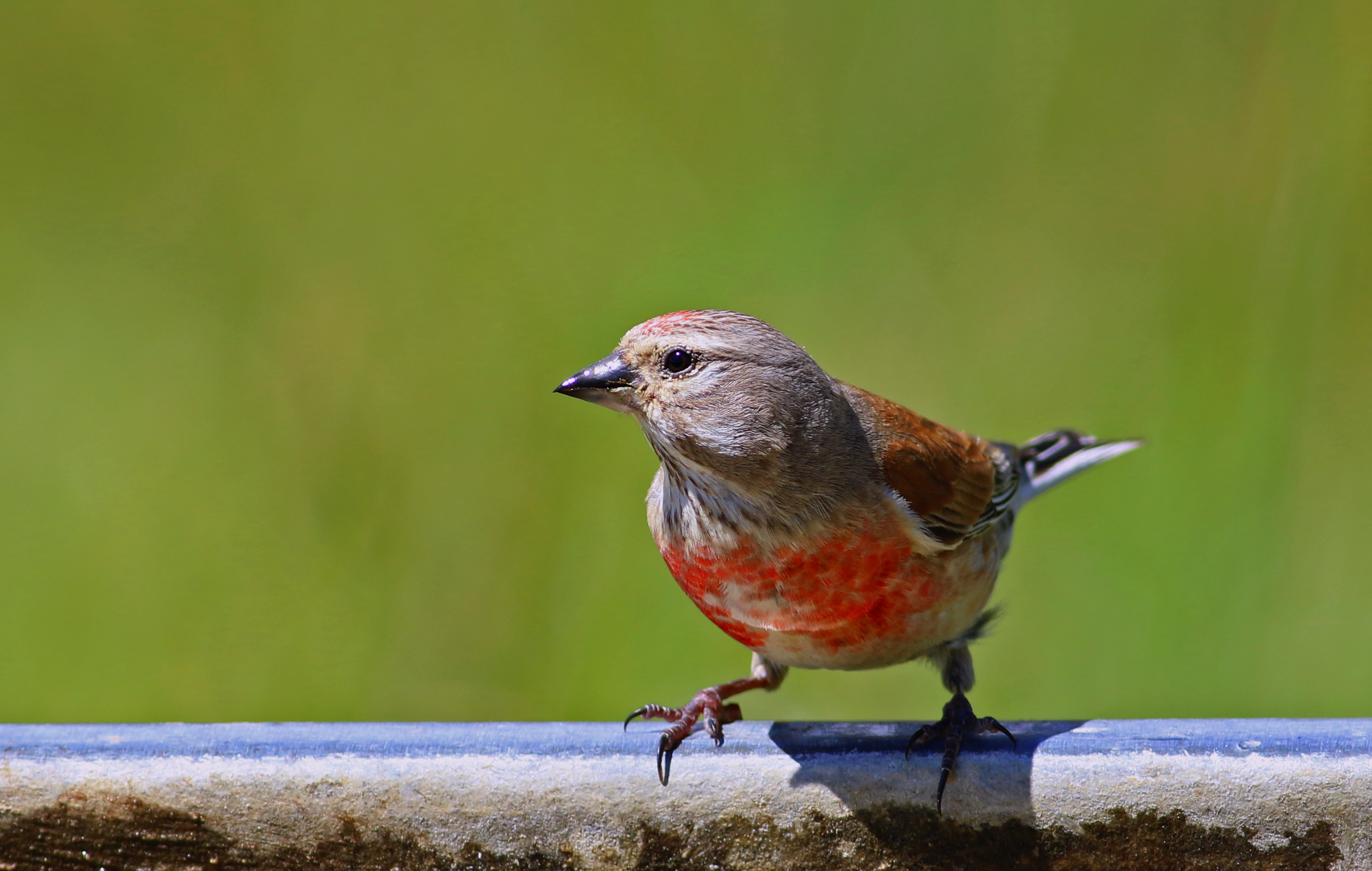 Eurasian Linnet