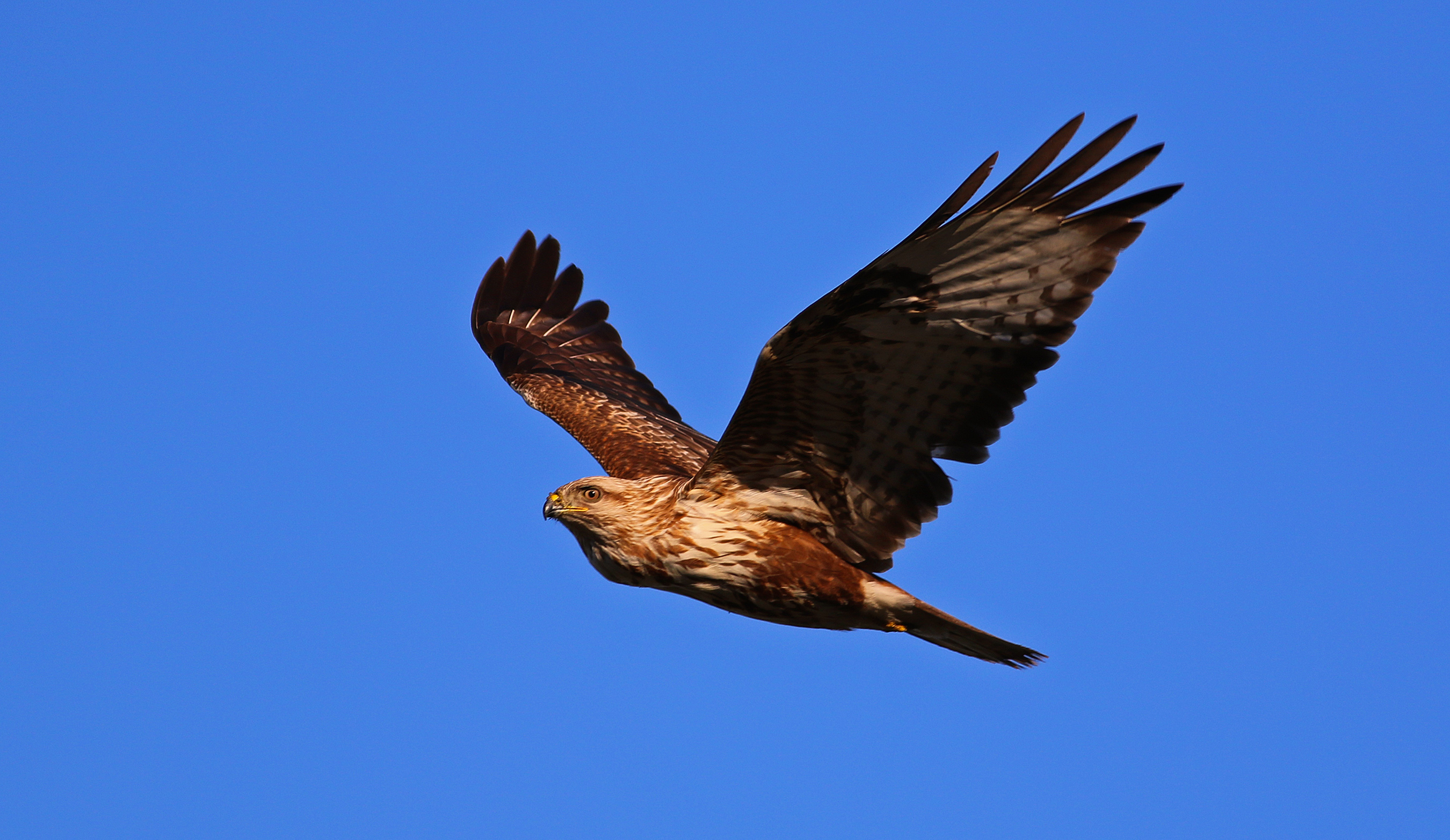 Common Buzzard