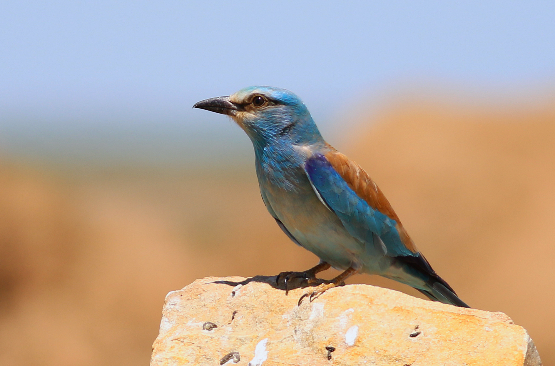 European Roller
