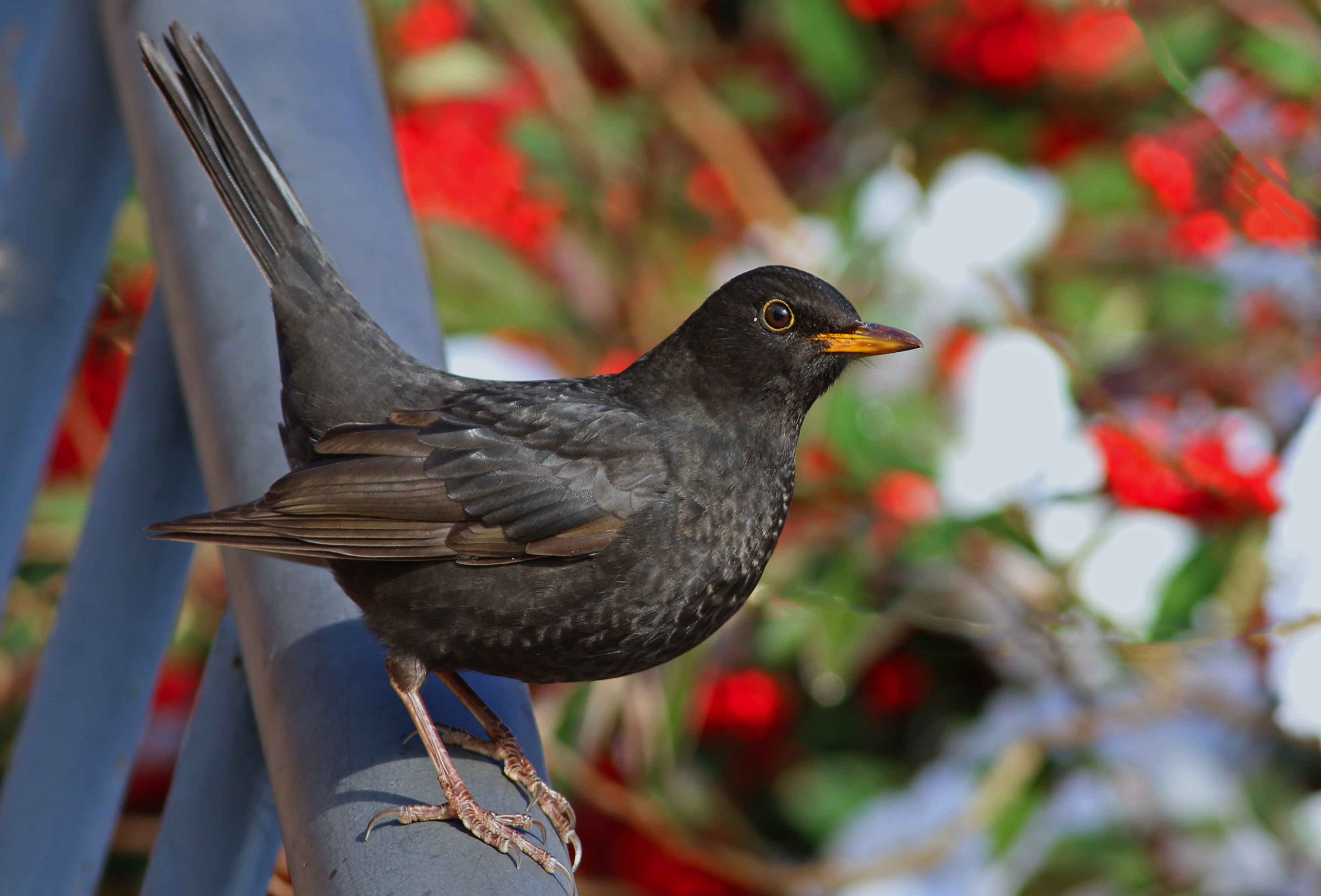 Eurasian Blackbird
