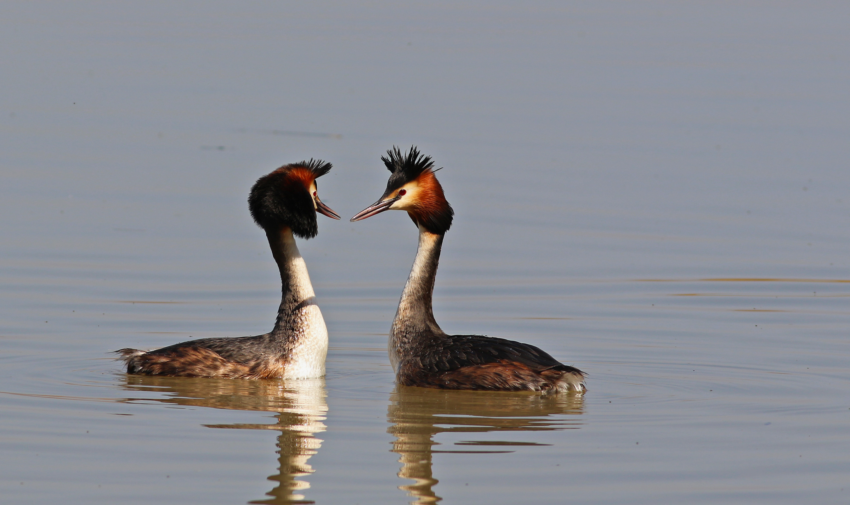 Great Crested Grebe