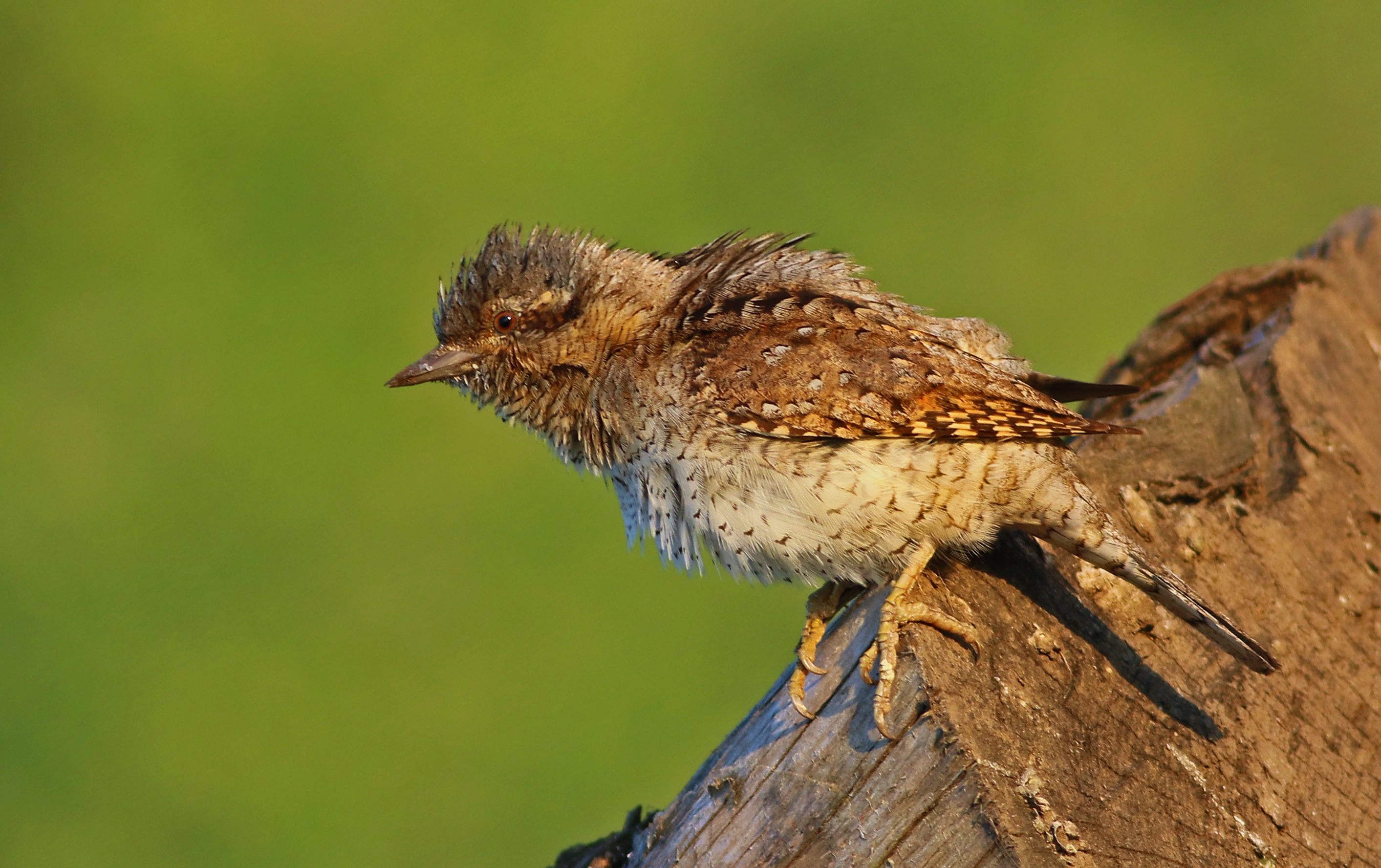 Eurasian Wryneck
